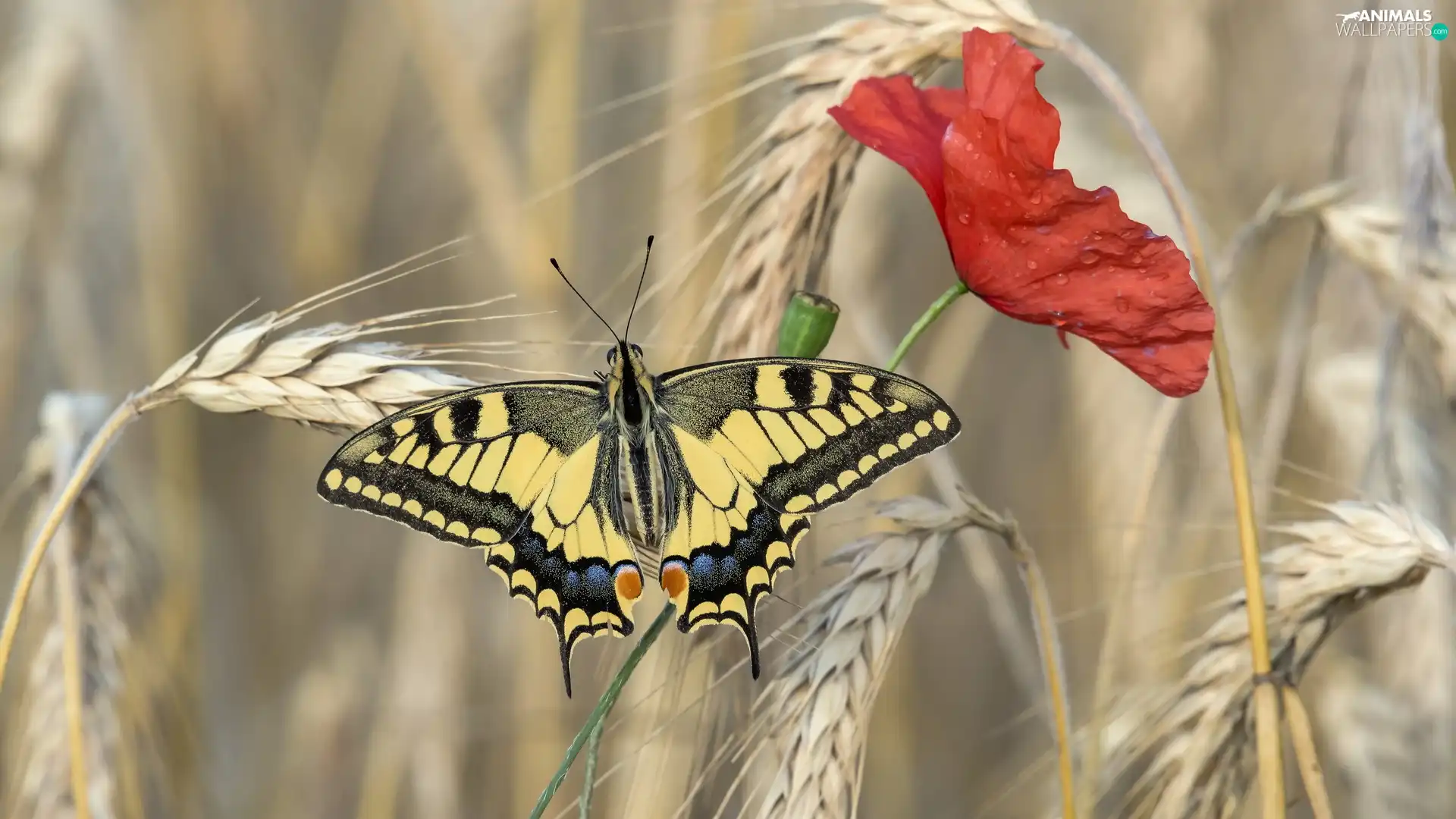 butterfly, Oct Queen, Ears, red weed, corn