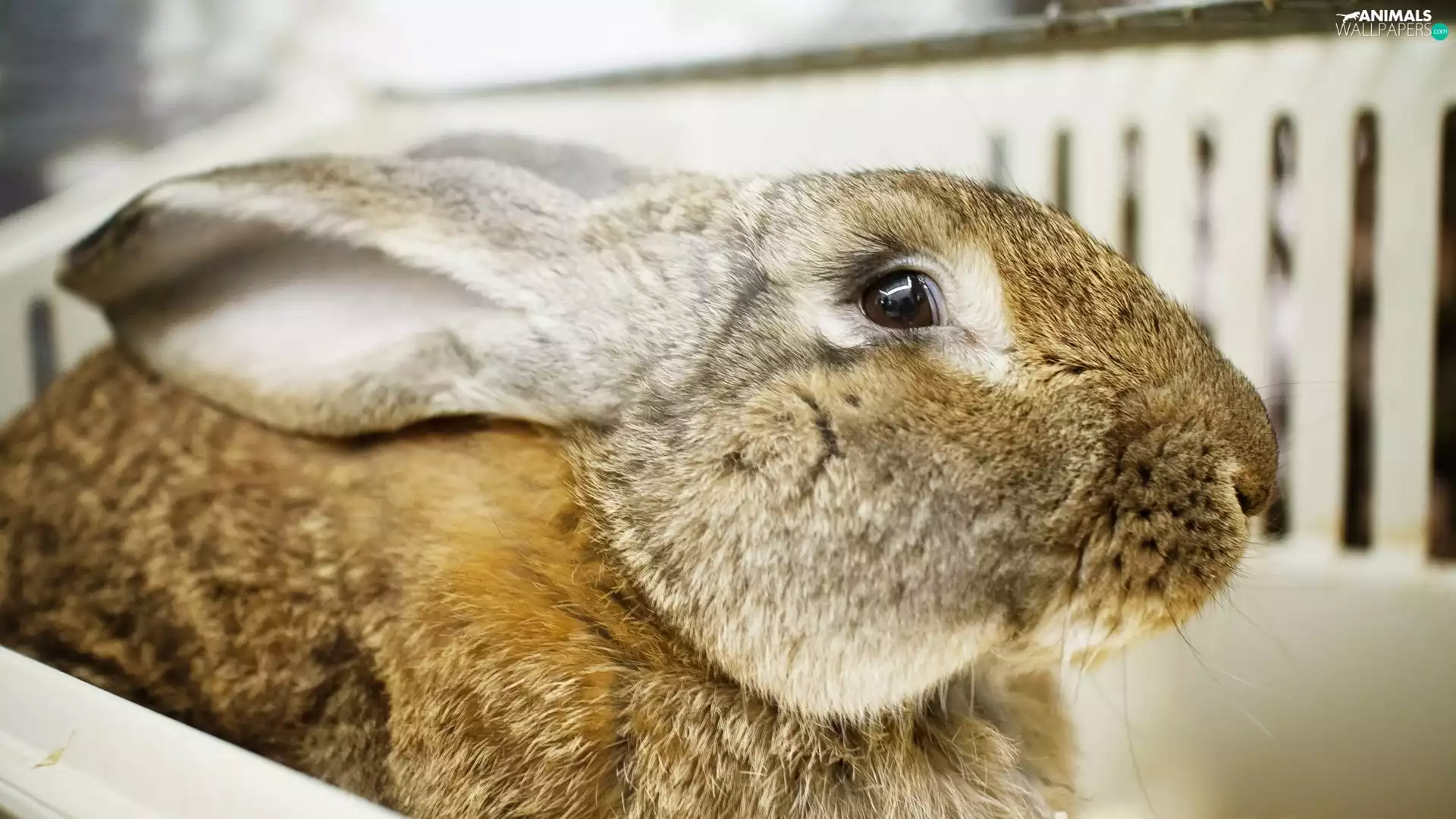 Rabbit, Grey, Fur, ears