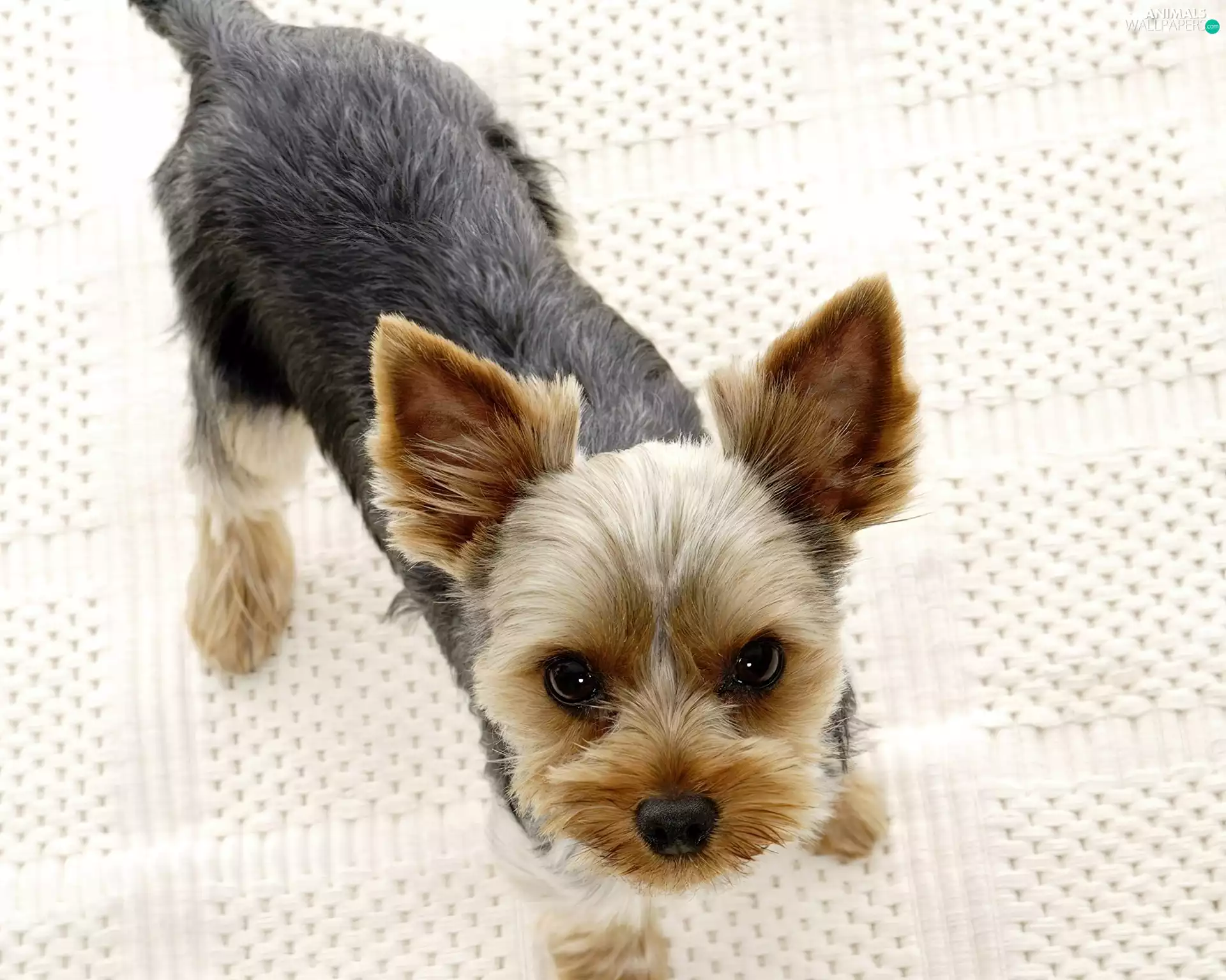 The look, York, ears