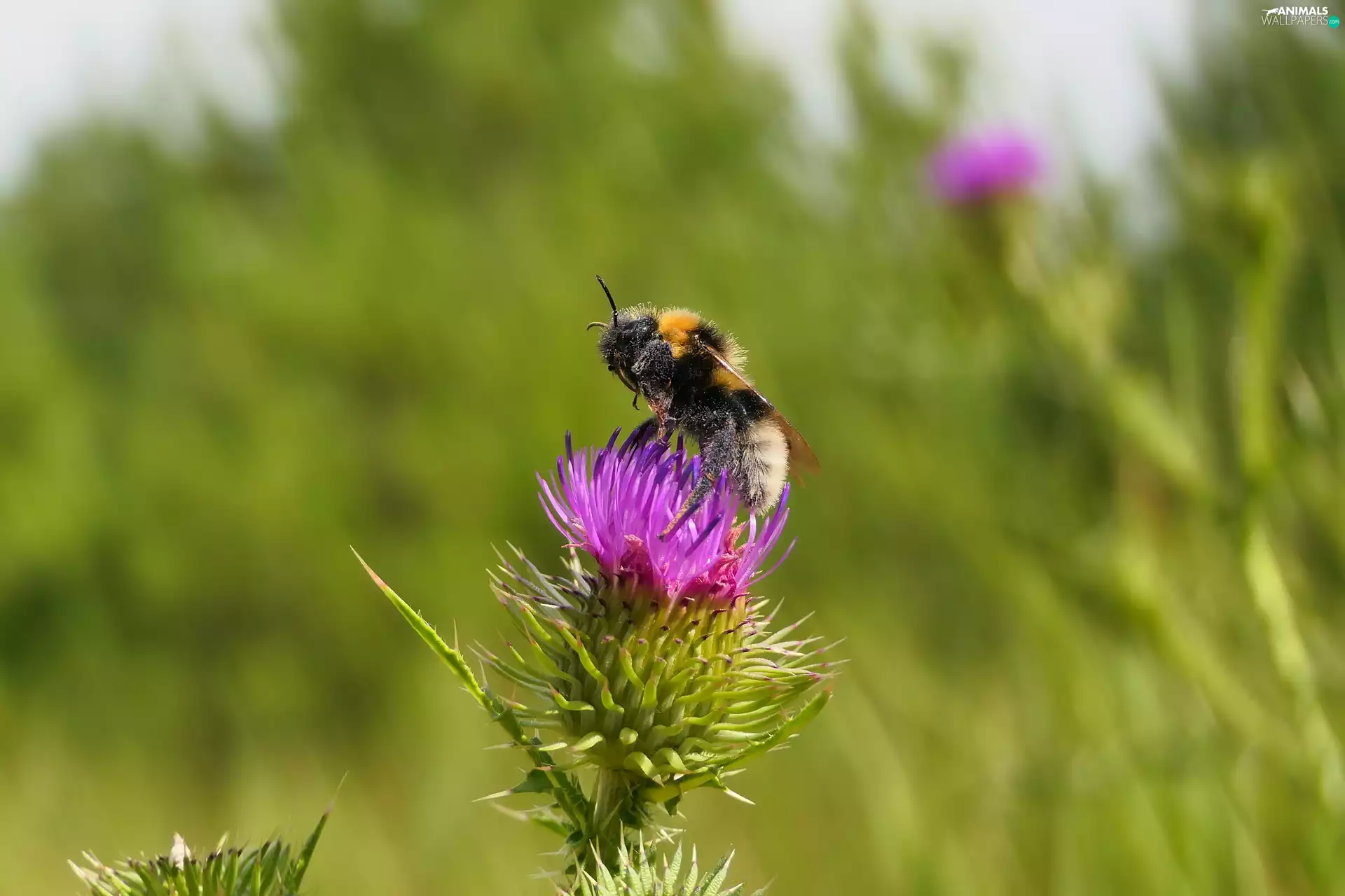 Earth Bumblebee, teasel