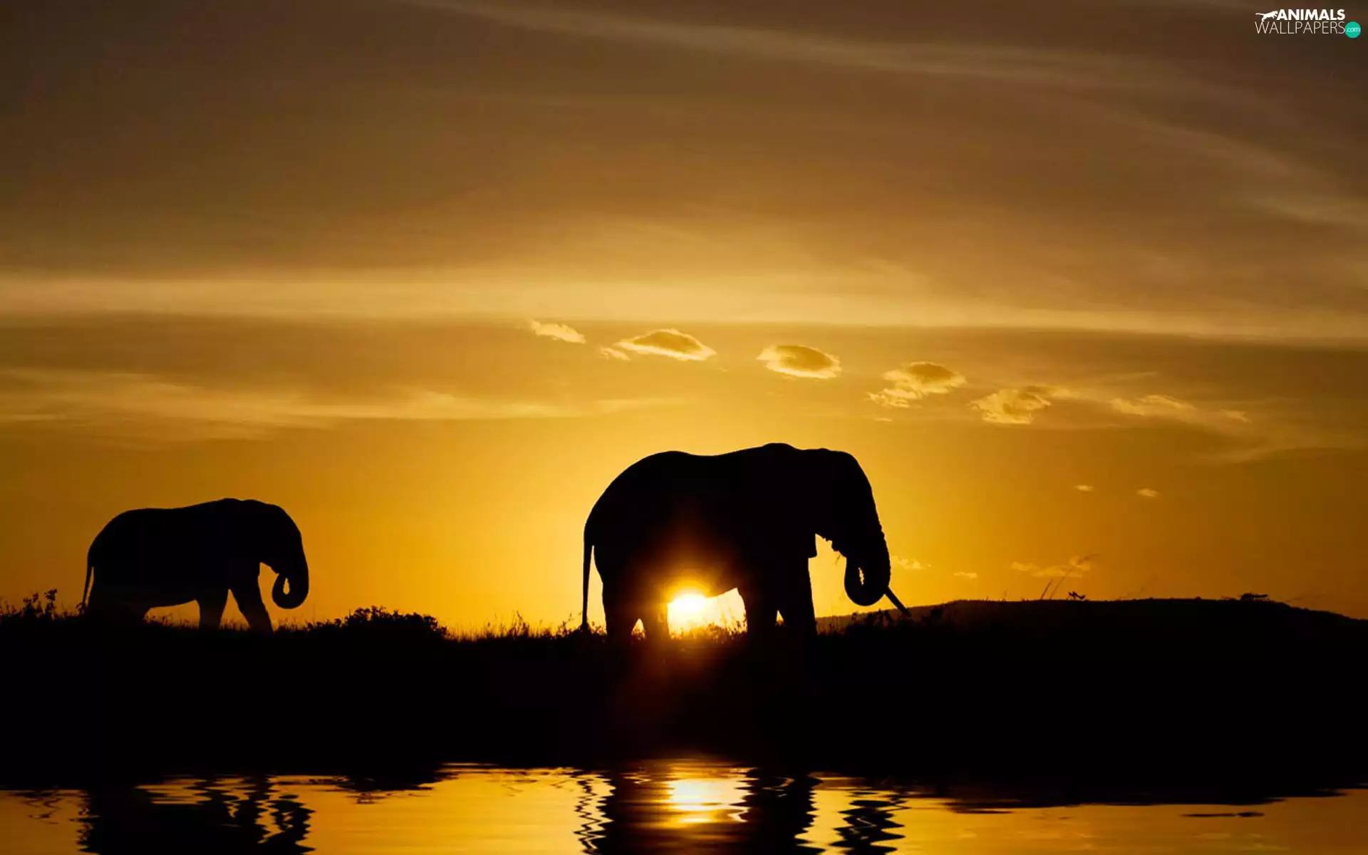 Elephants, sun, water, east