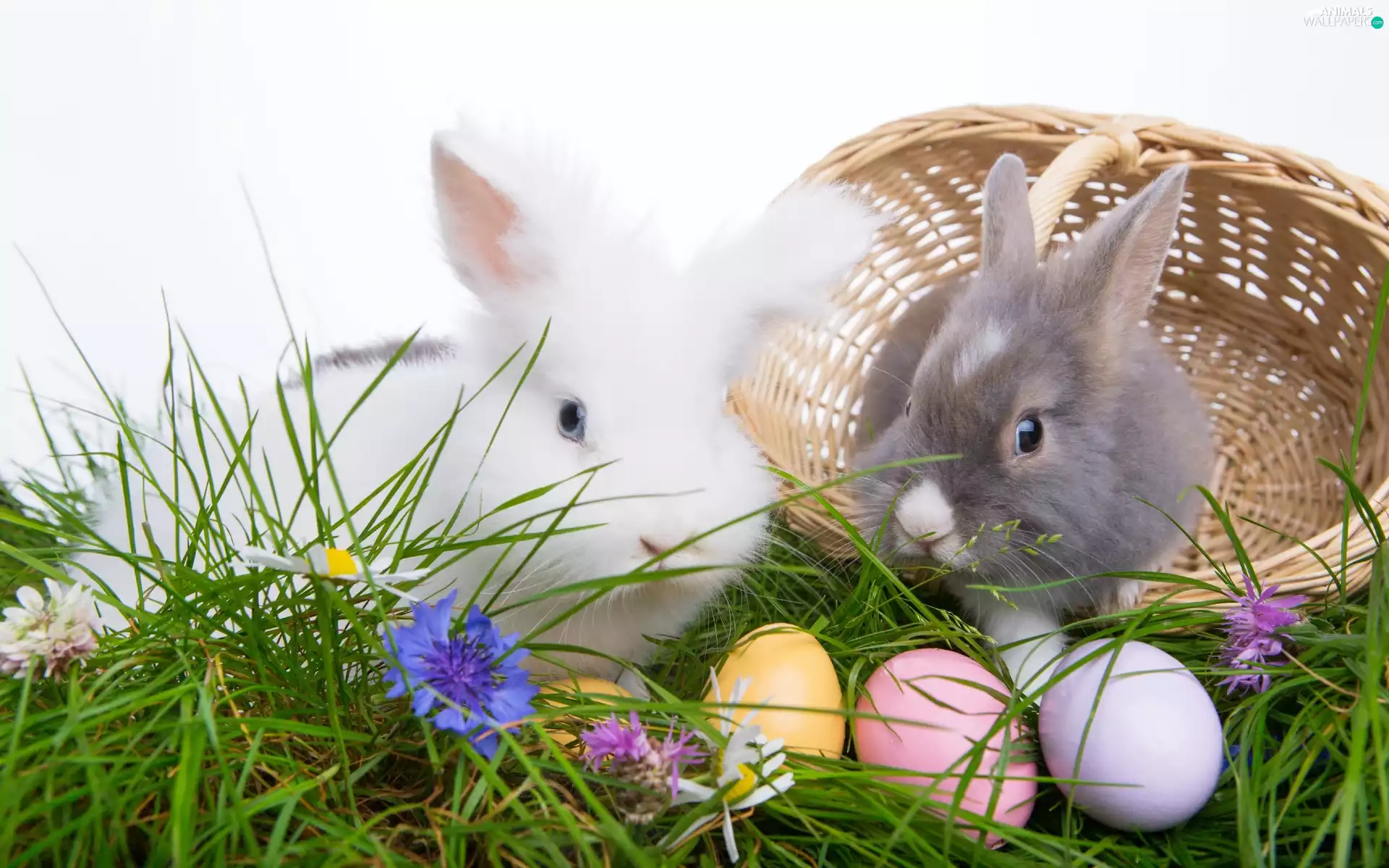 Flowers, Easter, basket, eggs, rabbits