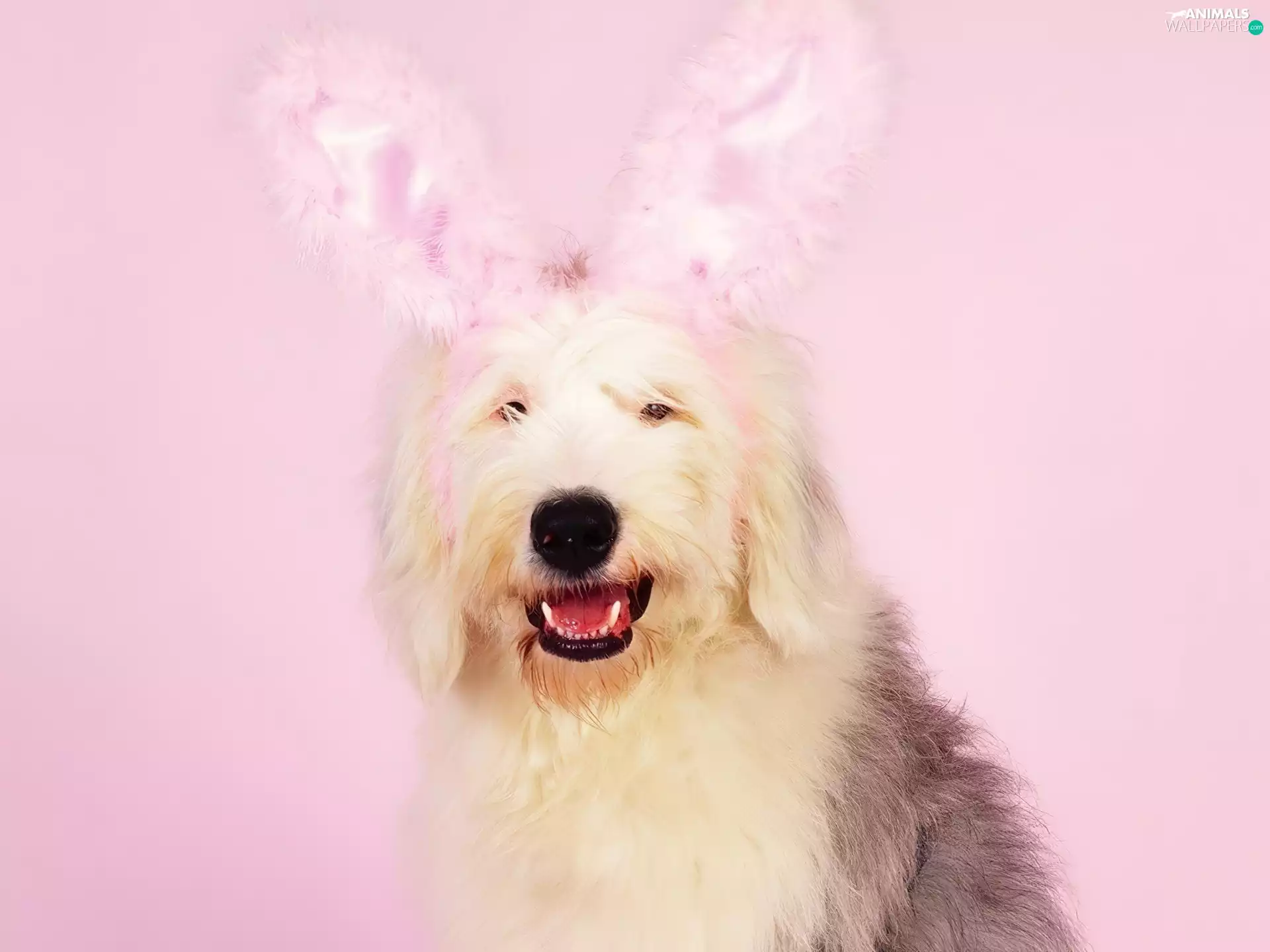 Easter, dog