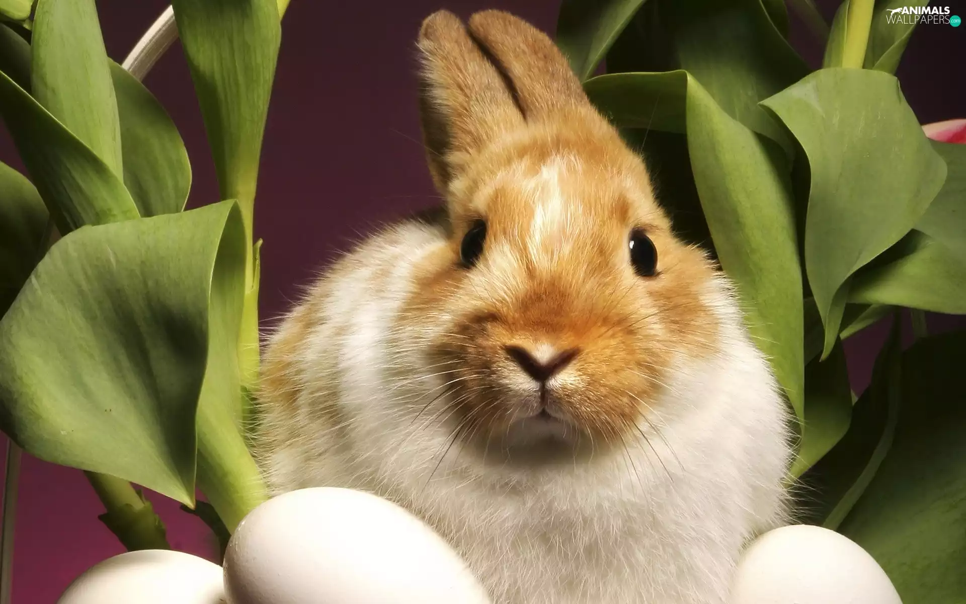 Easter, Rabbit, eggs