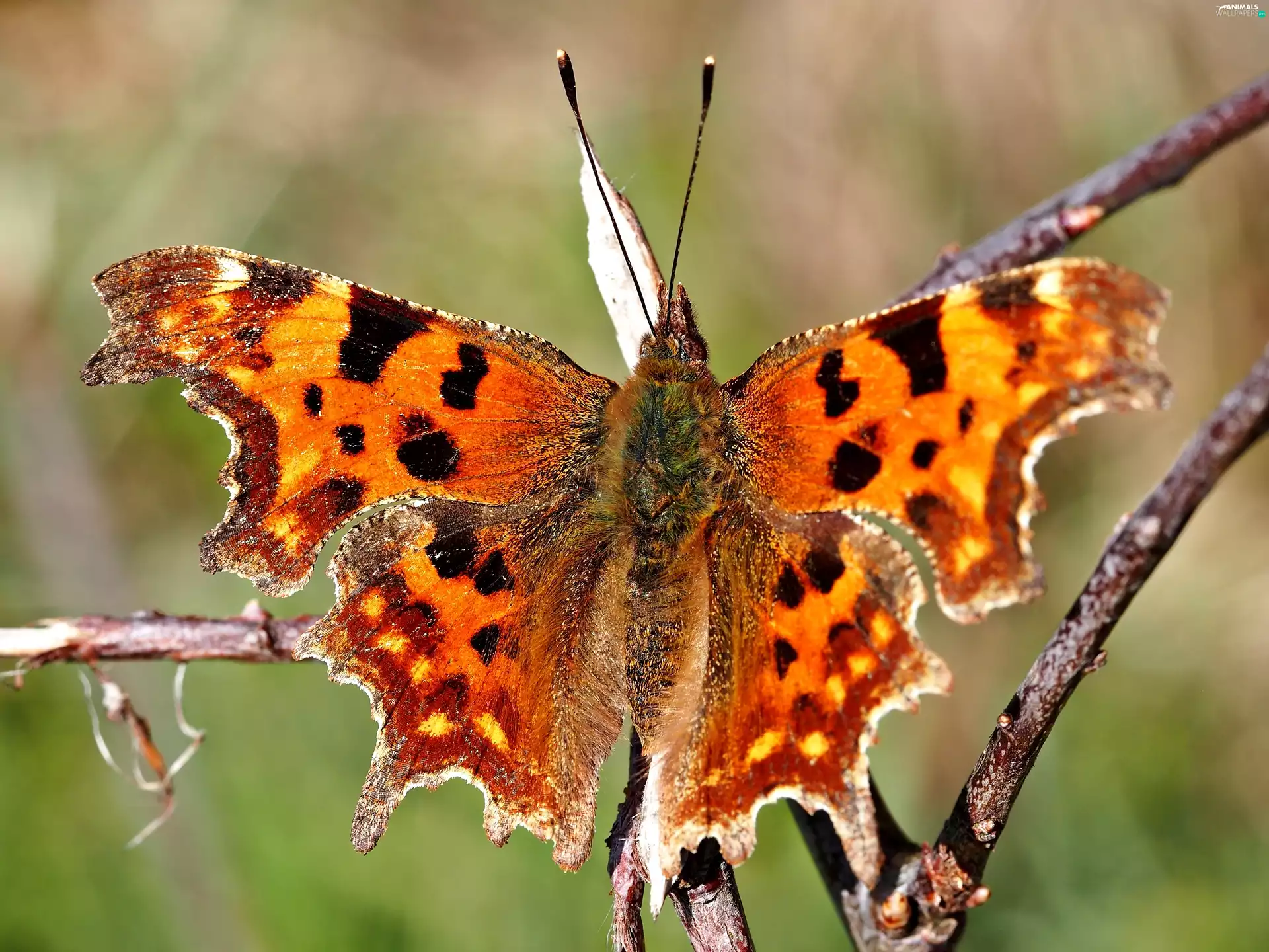 twig, Close, undine, Eastern Comma, butterfly