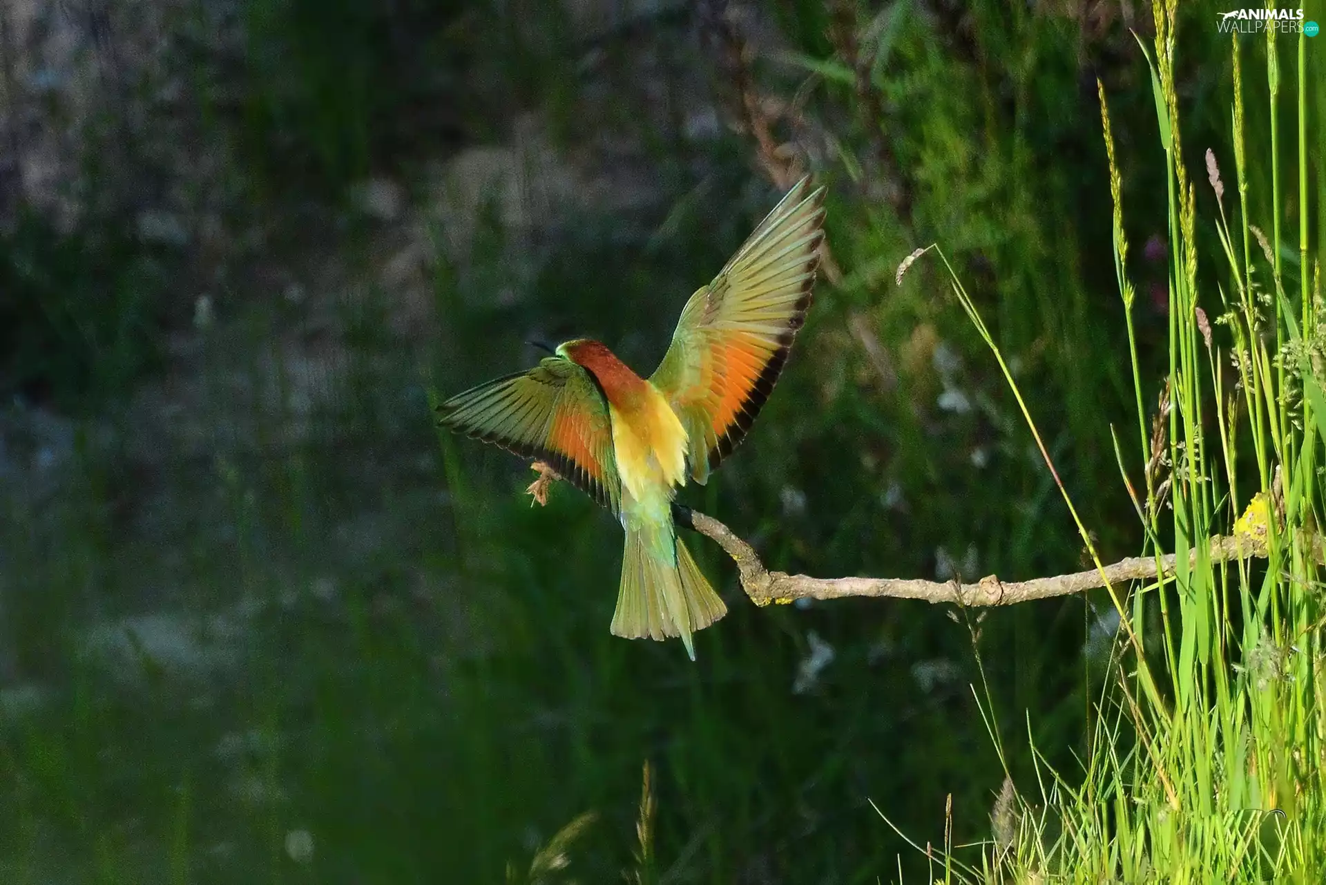 bee-eater, branch, grass, wings