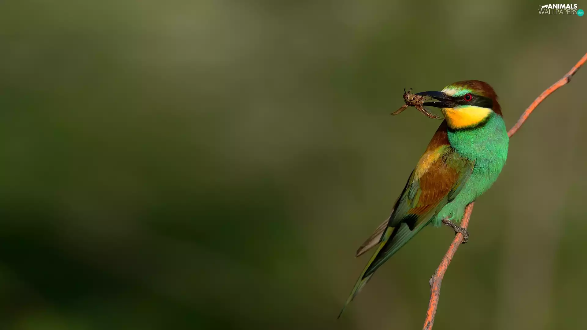 Insect, Bird, bee-eater