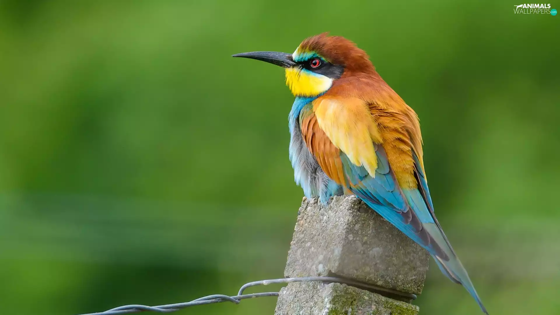 post, Coloured, bee-eater