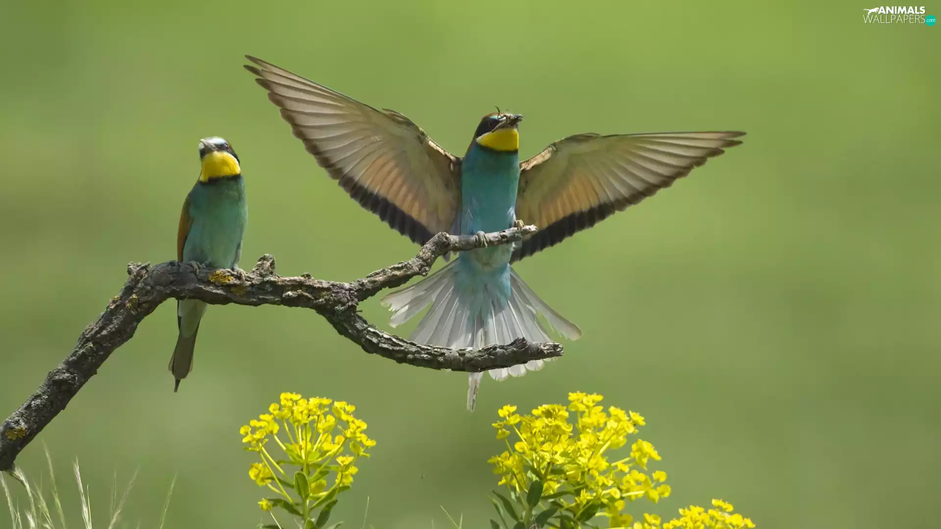 branch, Two, Bee-eaters