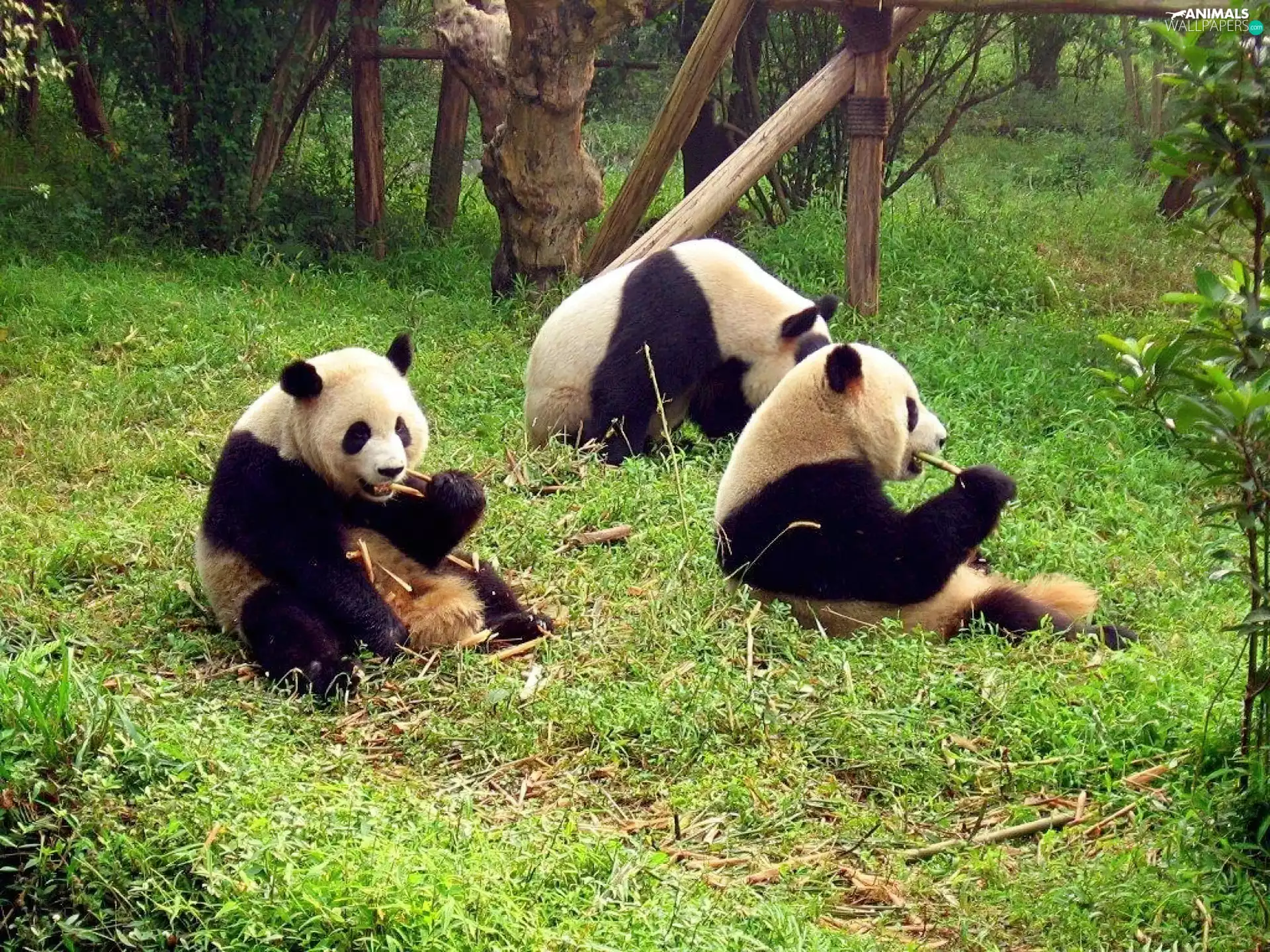 Three, bamboo, pandas, eaters