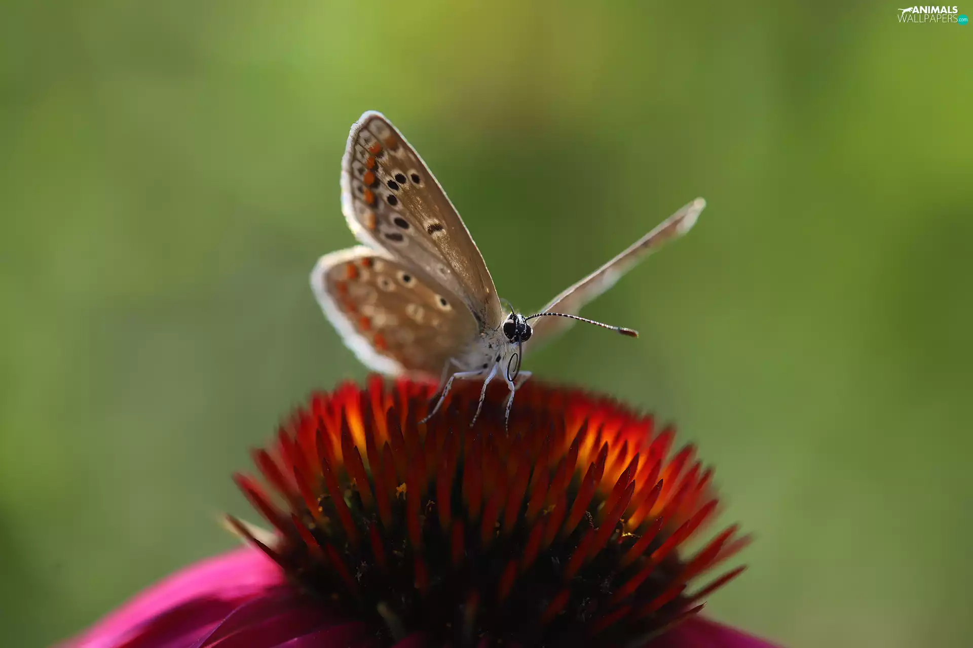 butterfly, echinacea, Colourfull Flowers, Dusky
