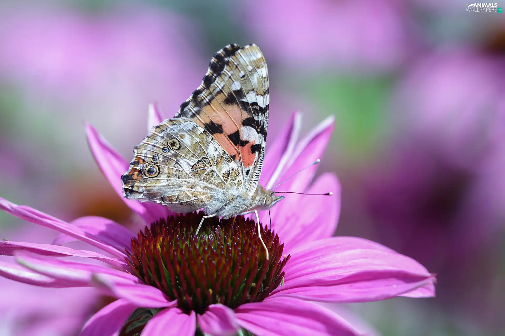 Painted Lady, Colourfull Flowers, echinacea, butterfly