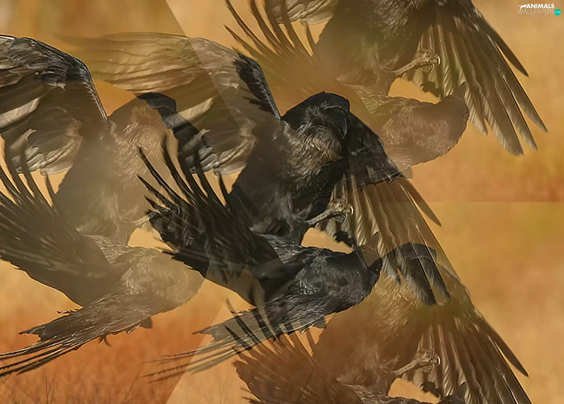 Fight, effect, Illusion, The Raven