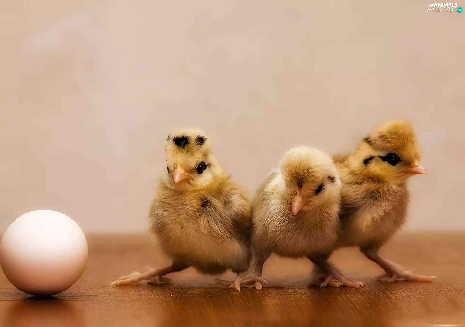 egg, Three, chickens