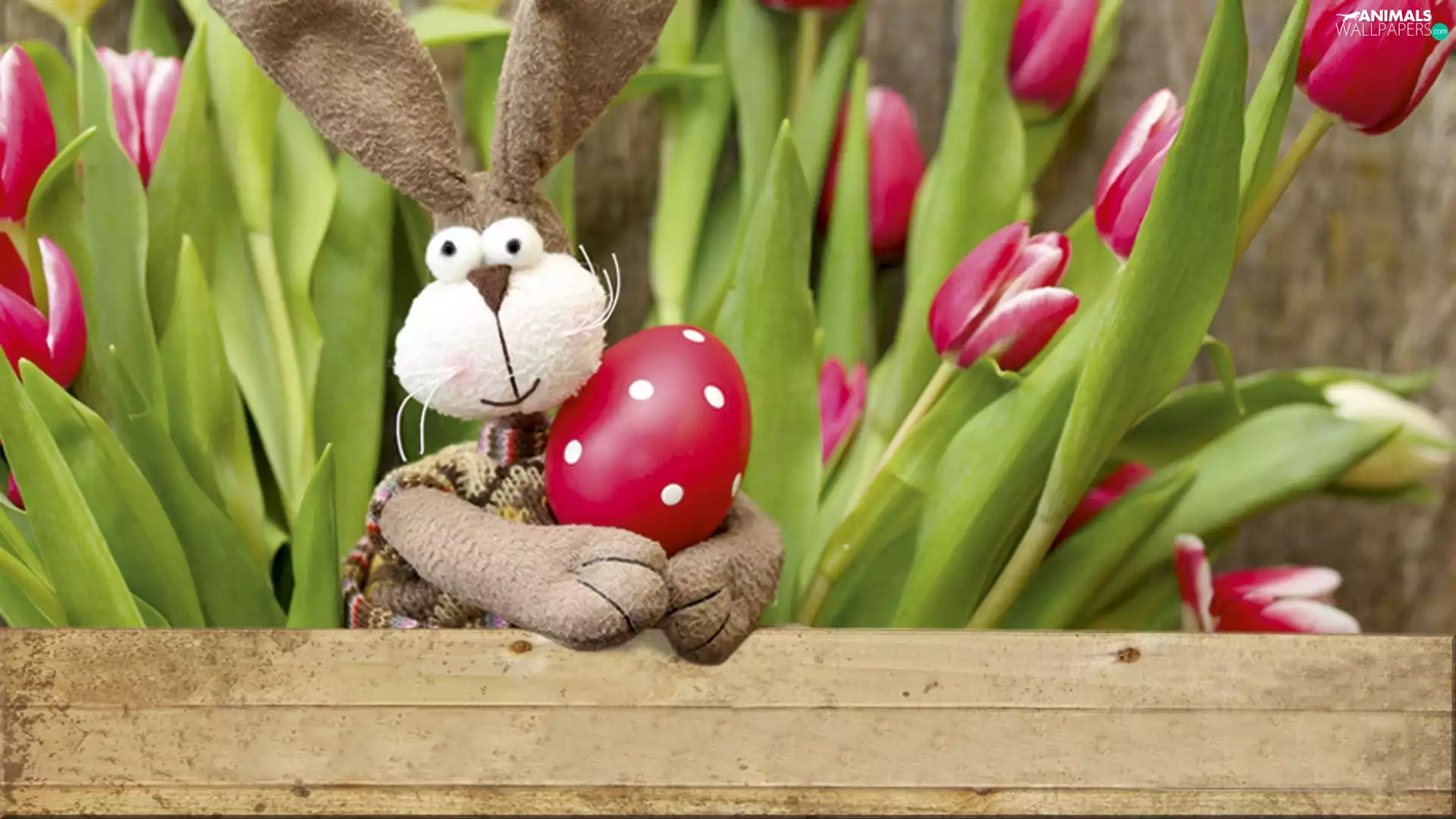 rabbit, Tulips, Easter, egg