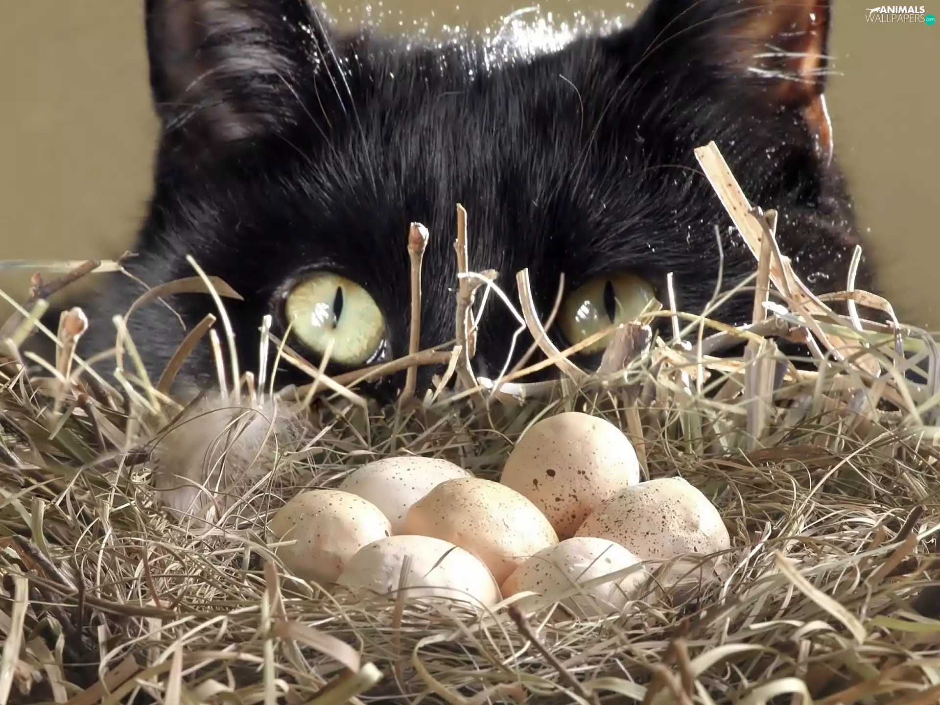 nest, eggs, cat, Eyes, Black