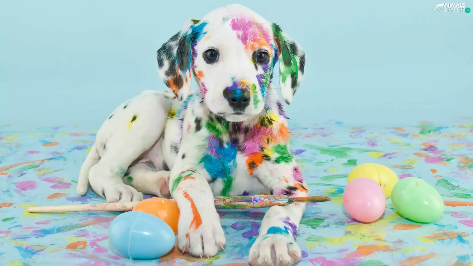 brush, eggs, Dalmatian, paint, Puppy