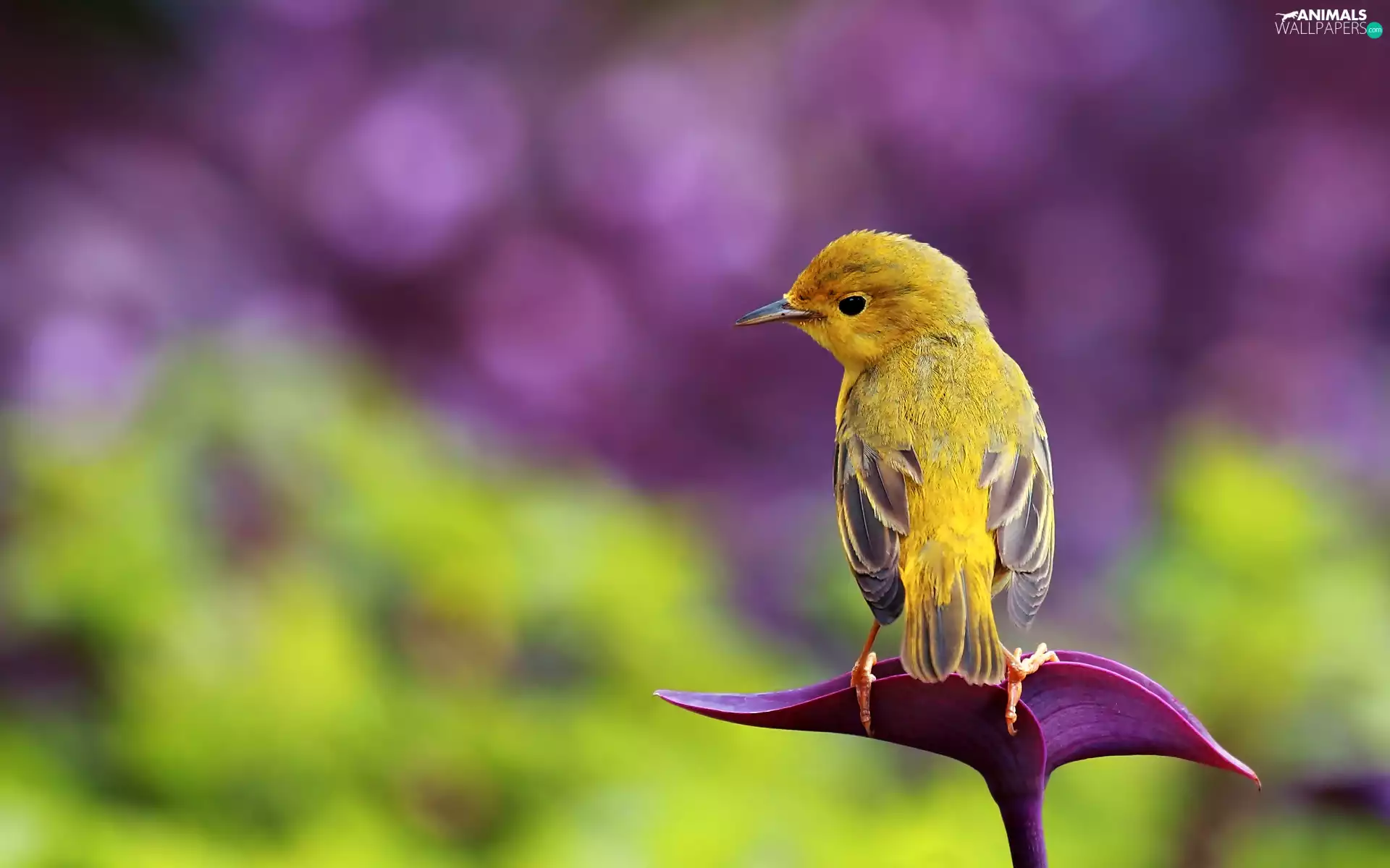 egret, birdies, Warbler