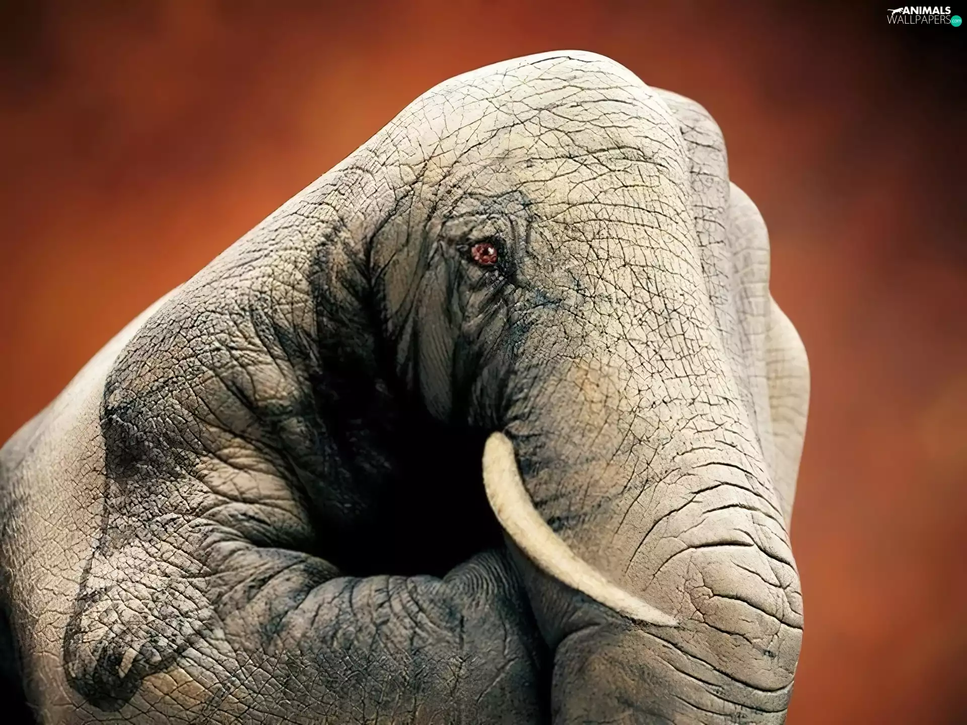 Elephant, Bodypaint