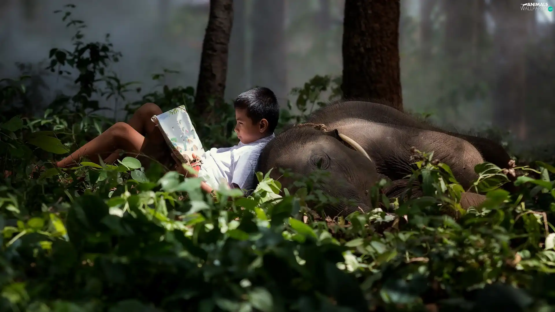Elephant, boy, Book
