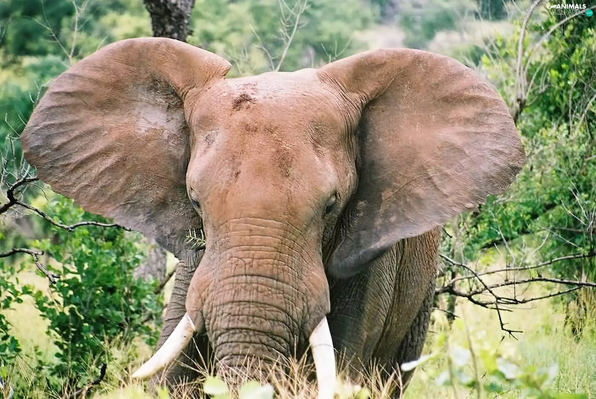 Elephant, ears
