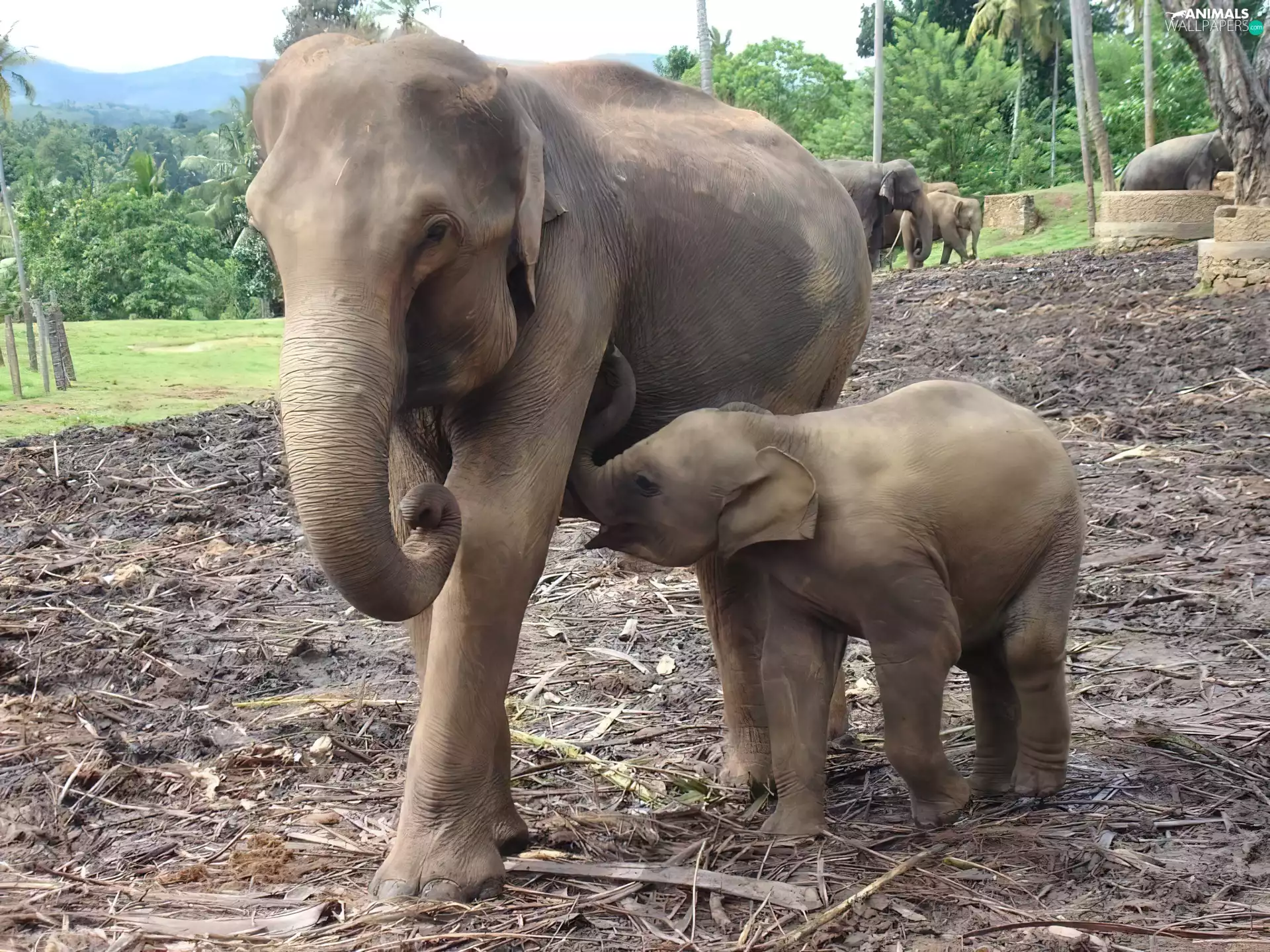 elephant, baby elephant