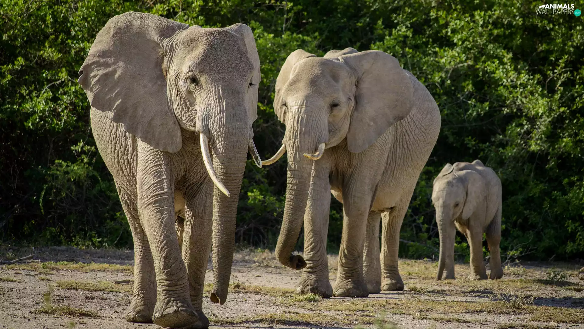 folks, Elephants, baby elephant