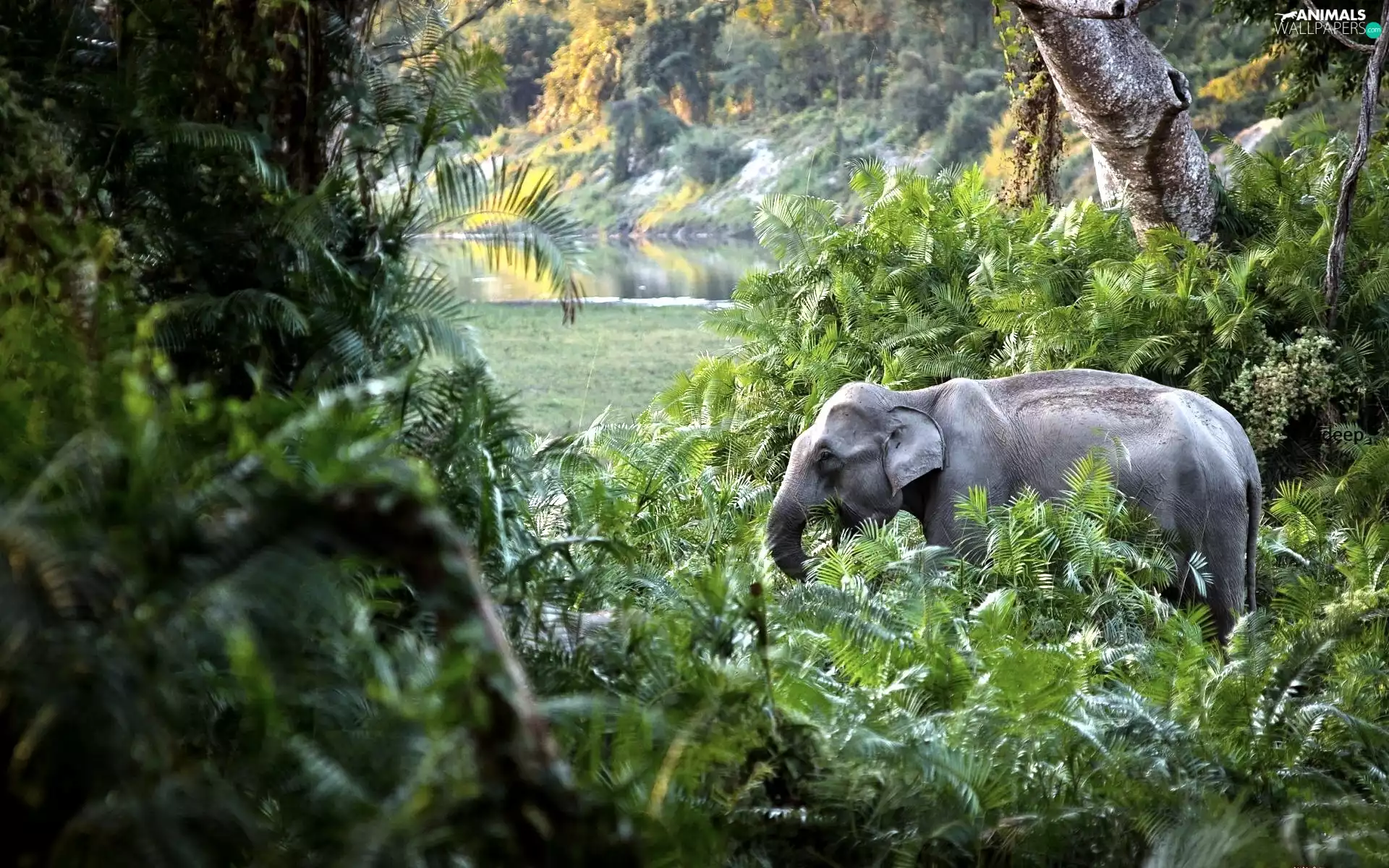 Elephant, jungle