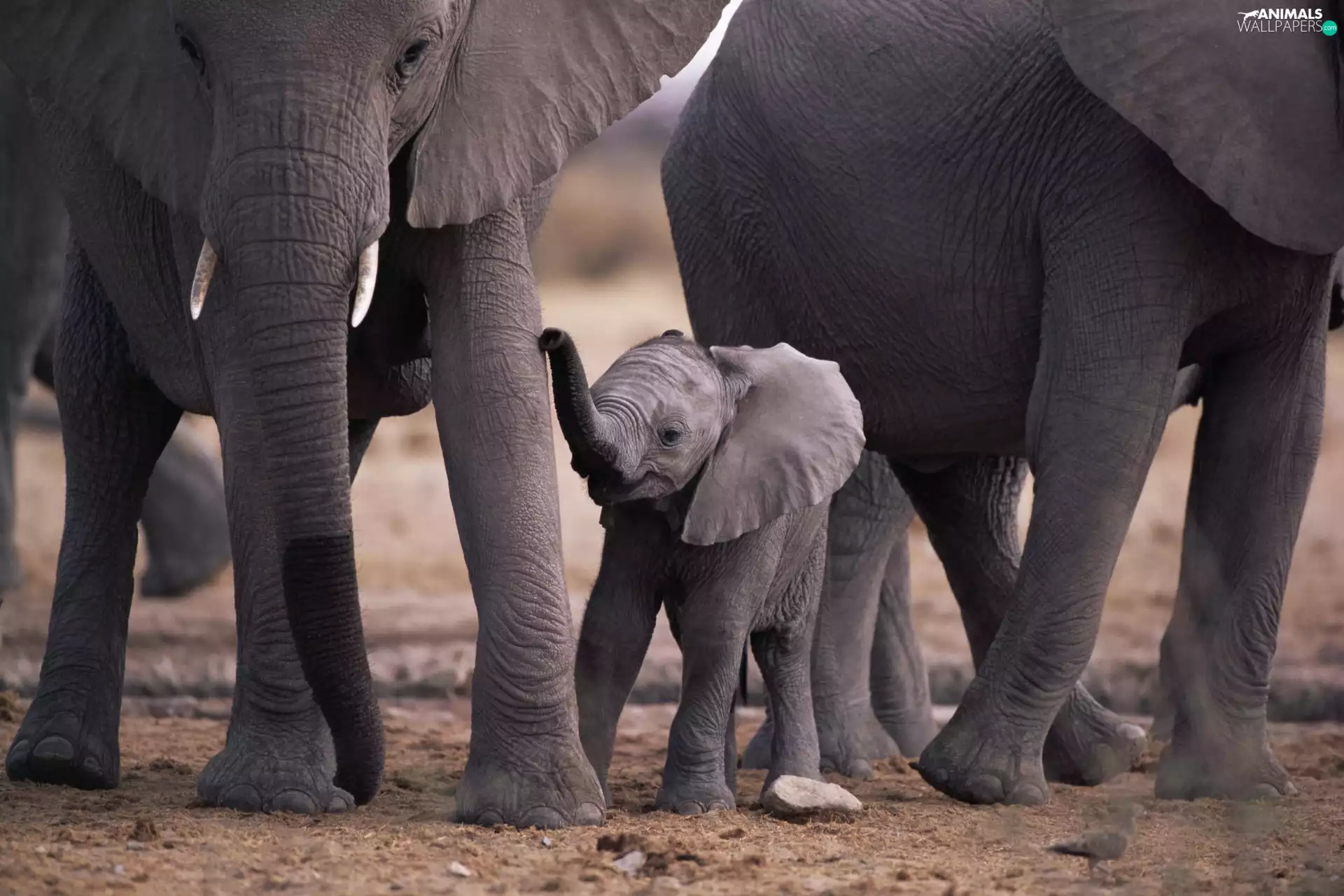 little doggies, baby elephant