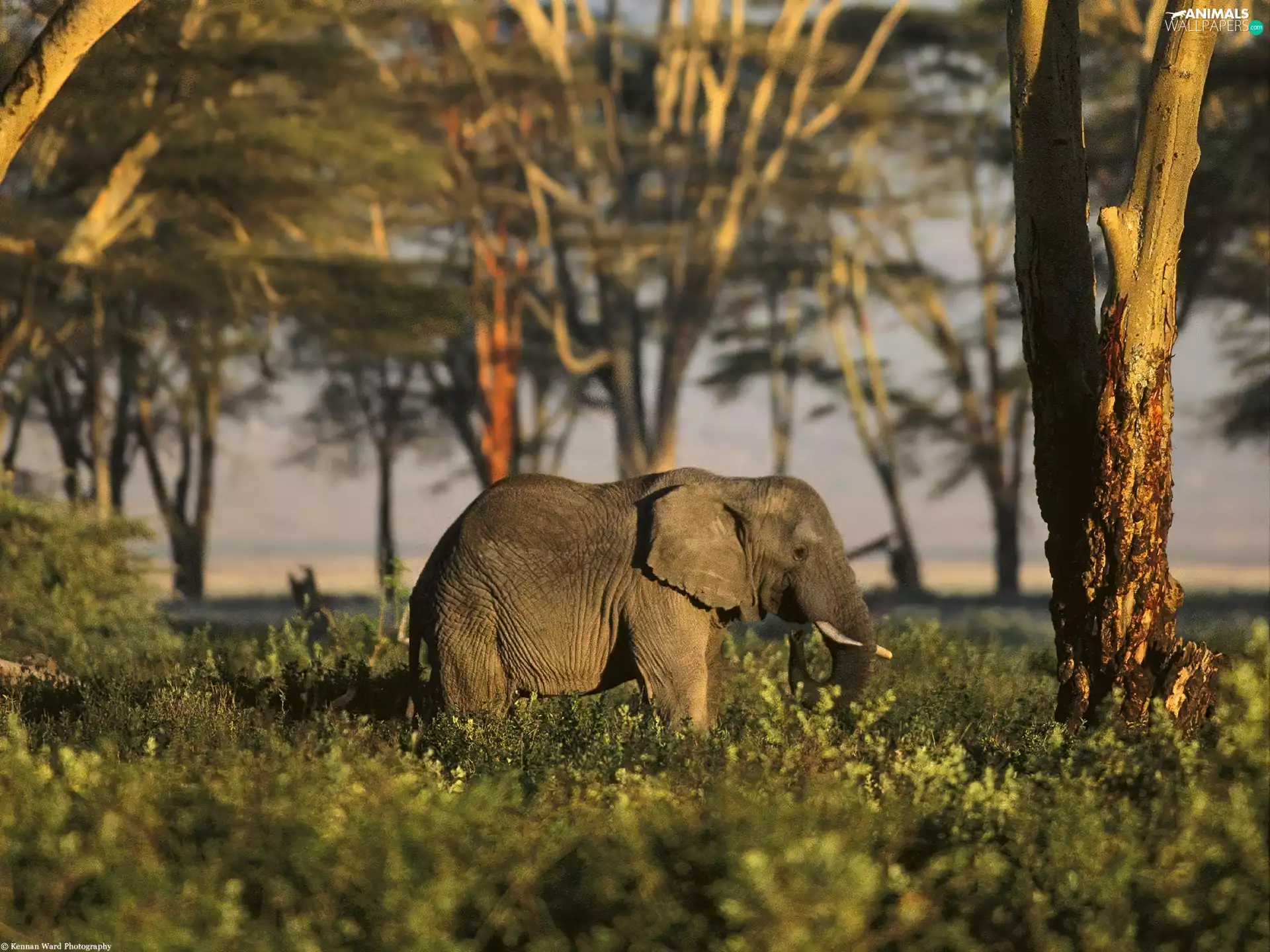 Elephant, photography