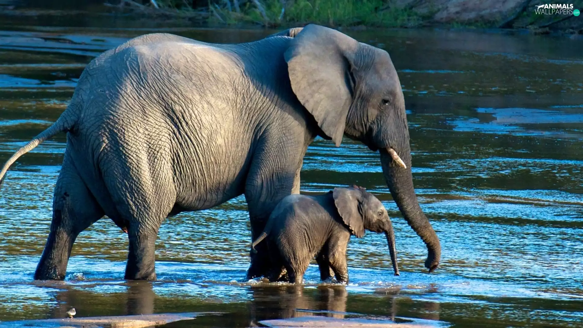 River, Elephant, baby elephant