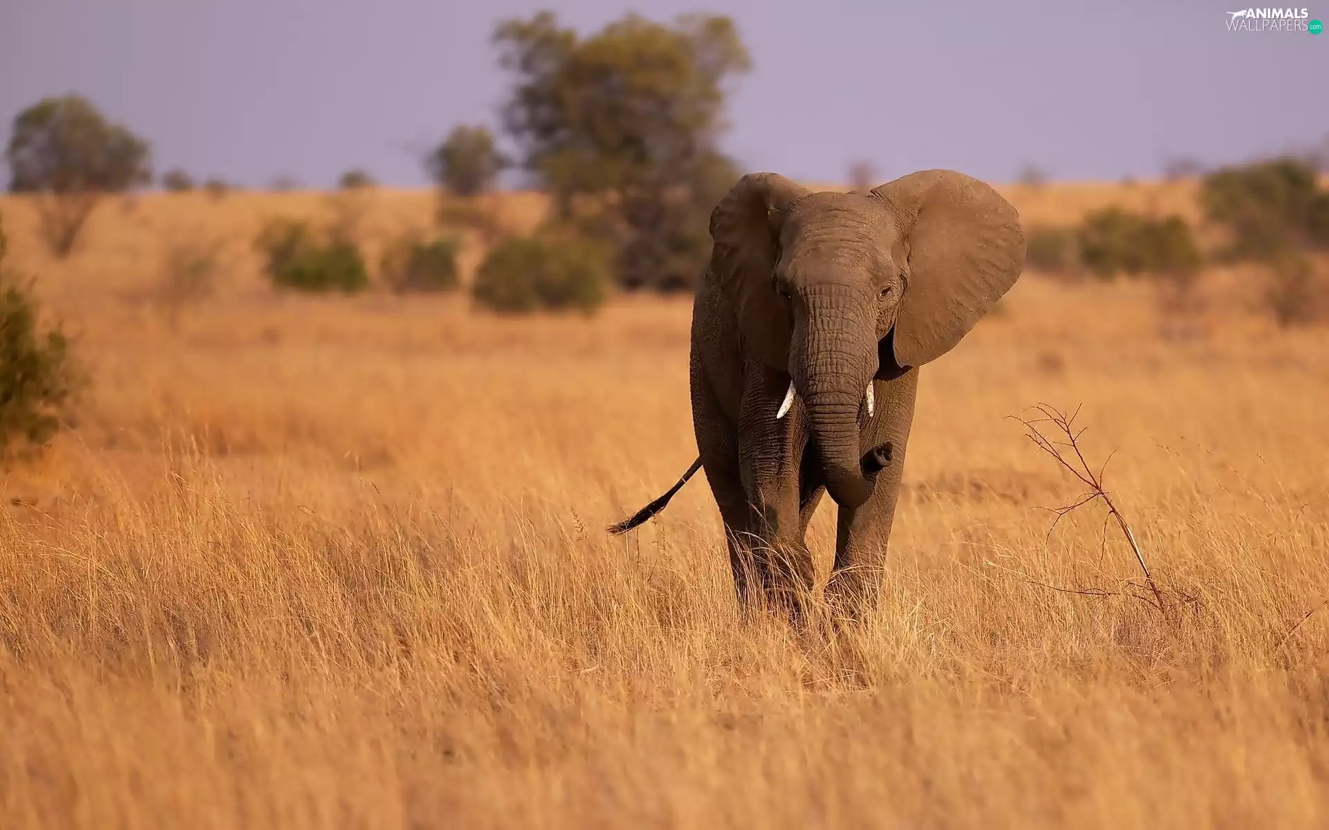 Elephant, savanna