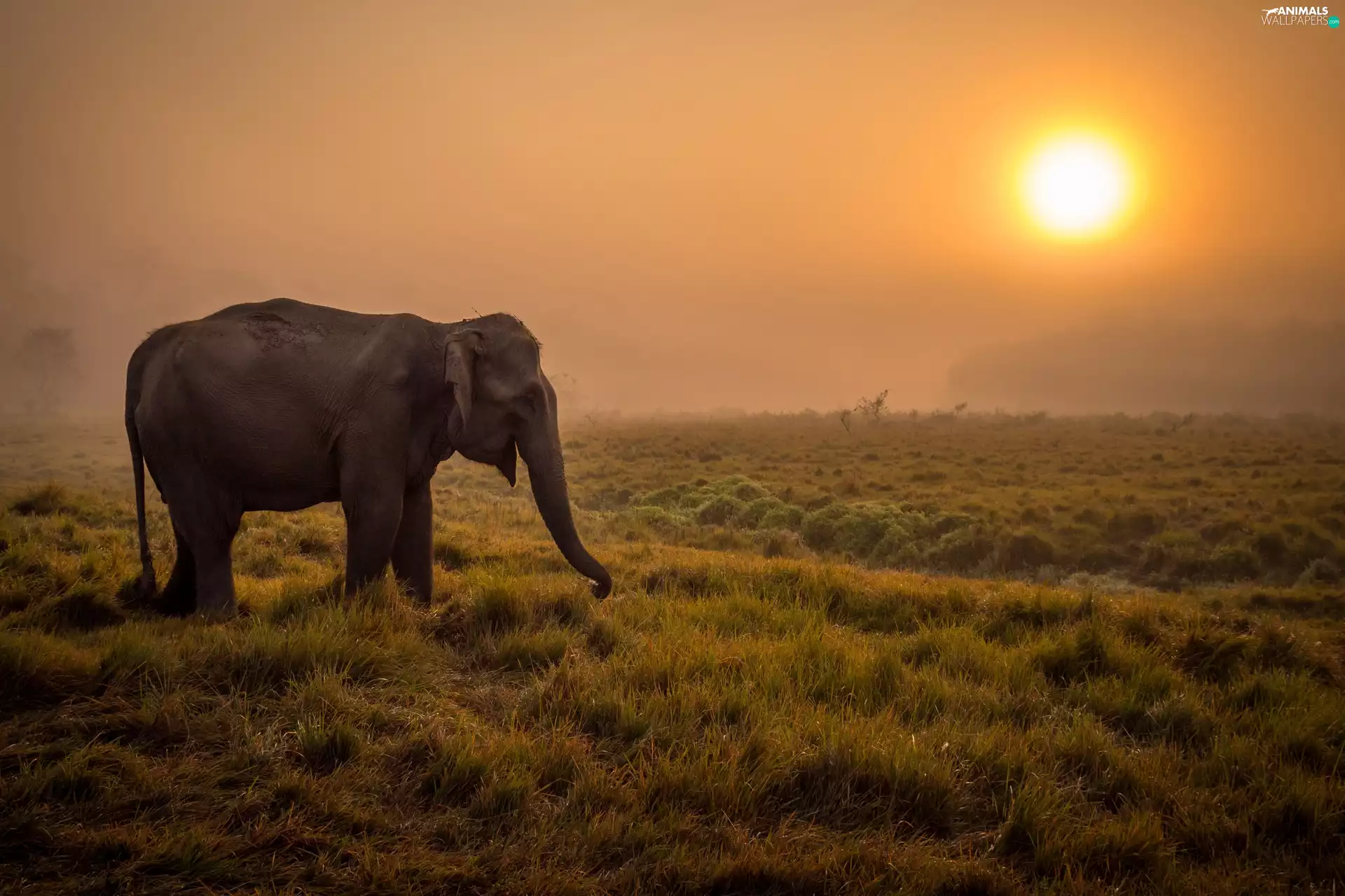 Elephant, savanna