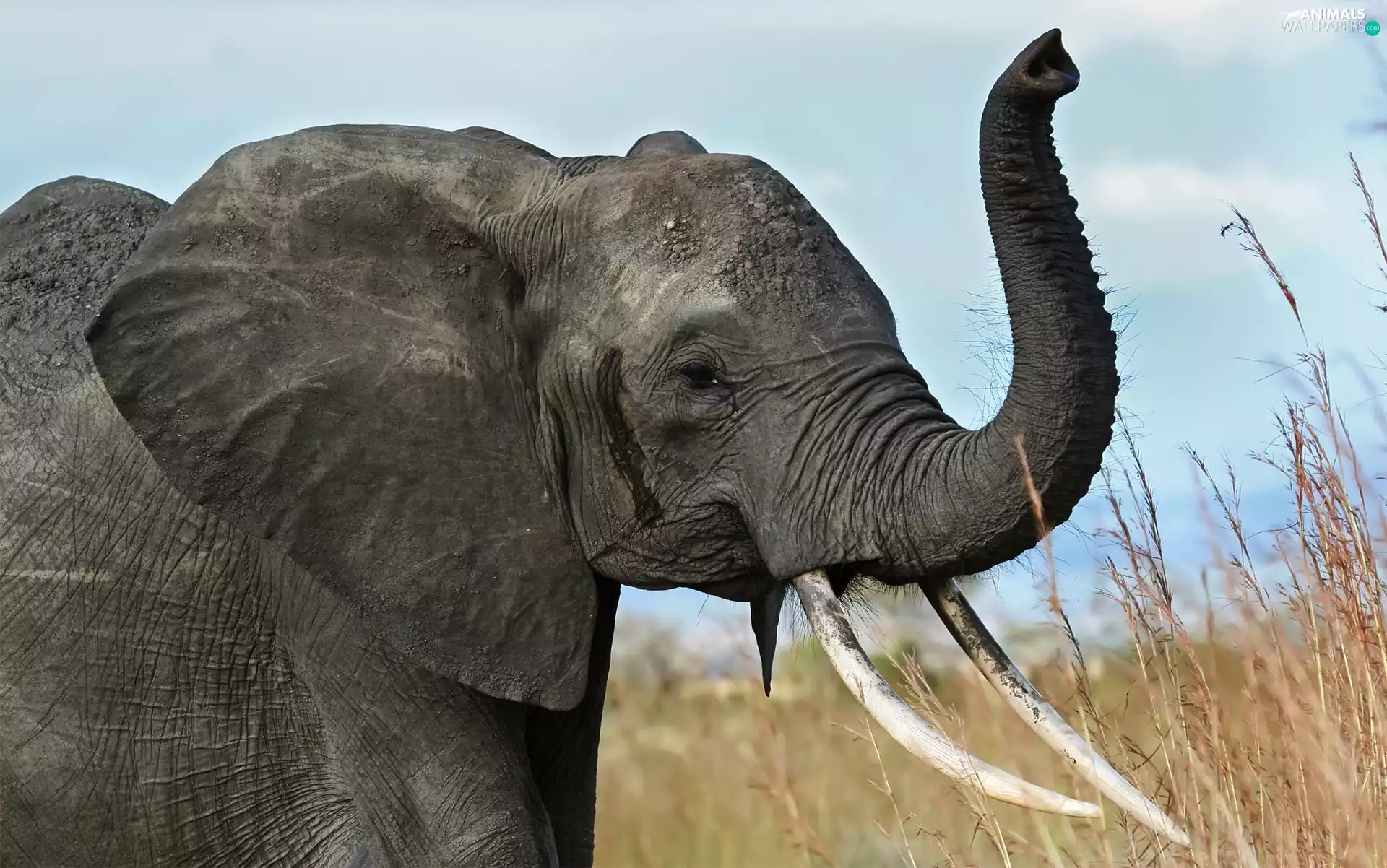 Elephant, trumpet