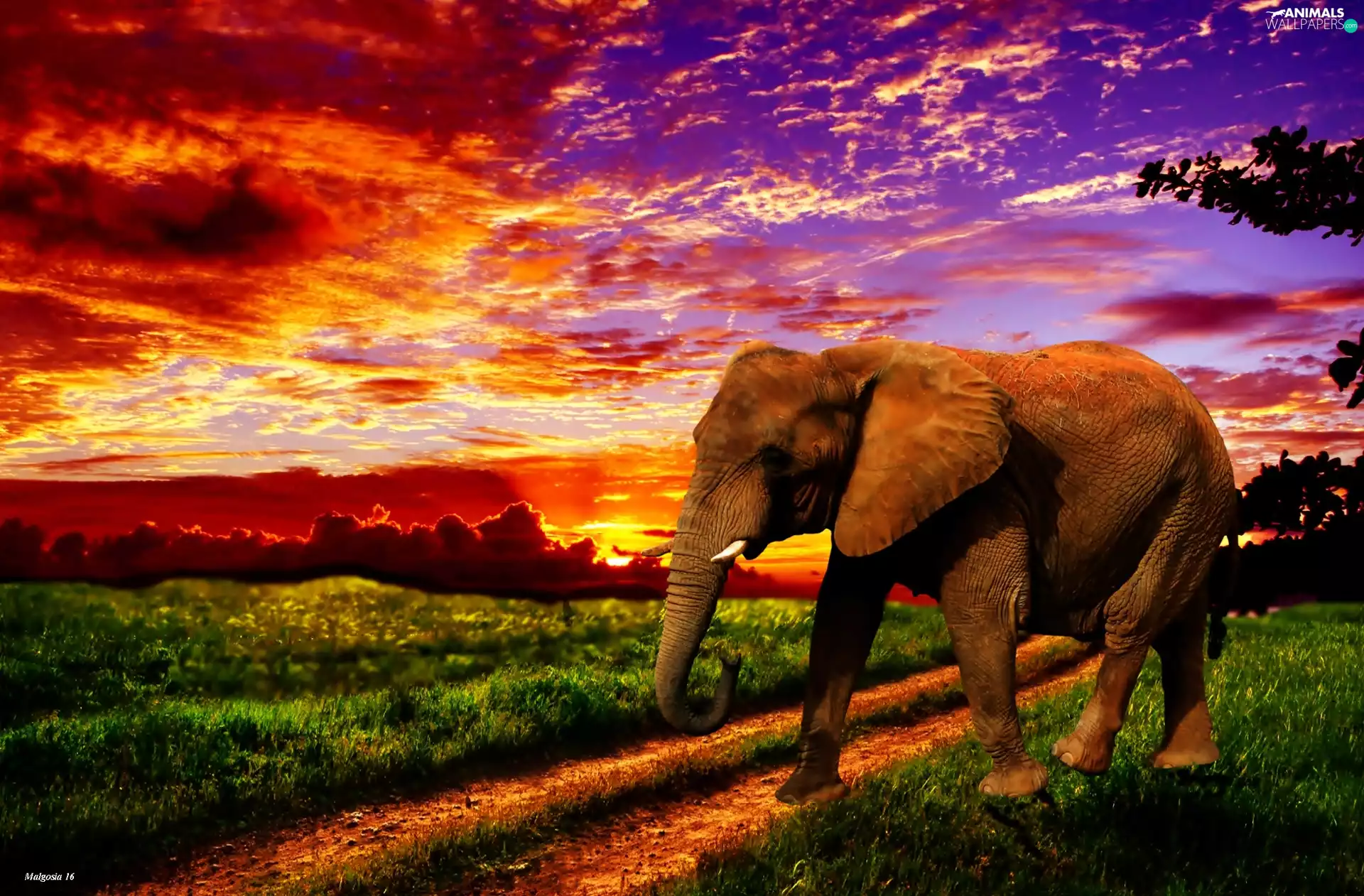 Way, Great Sunsets, Elephant