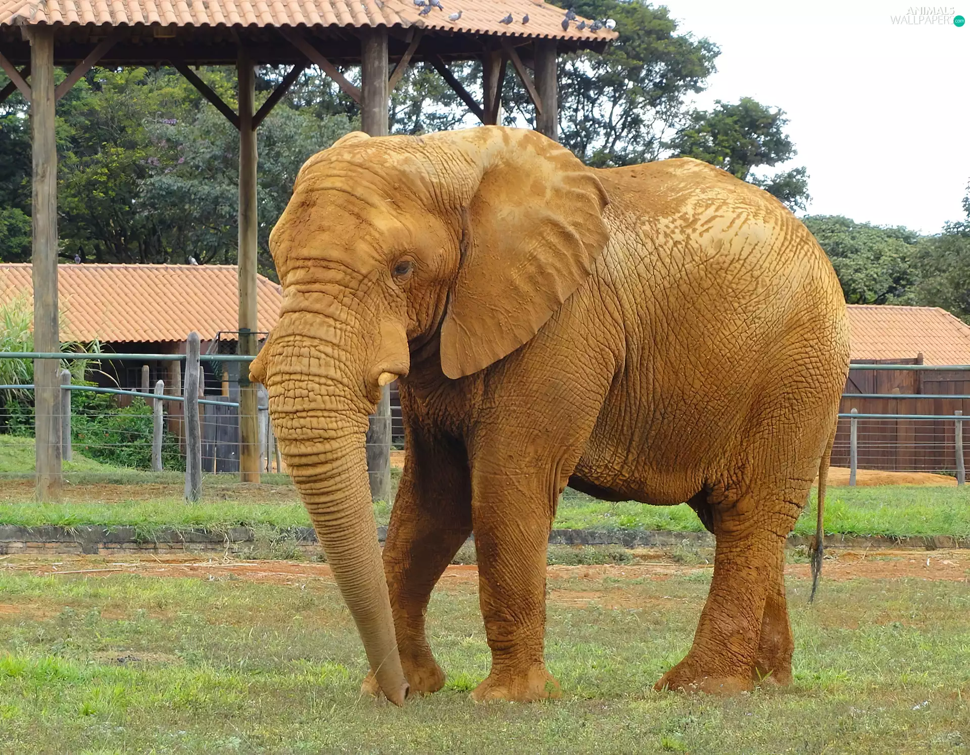 Elephant, zoo
