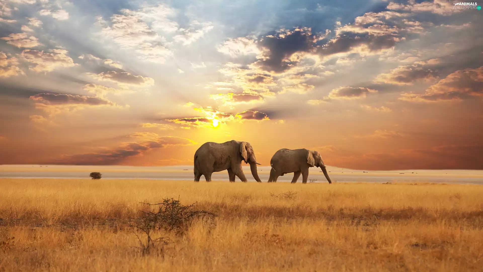 Africa, west, sun, Elephants