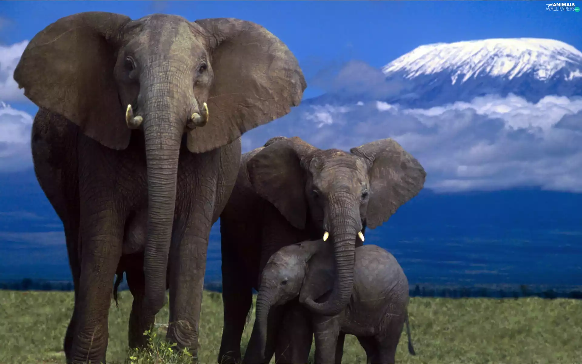 Elephants, Family