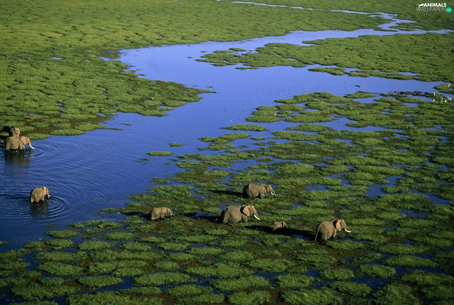 flock, River, pool, elephants