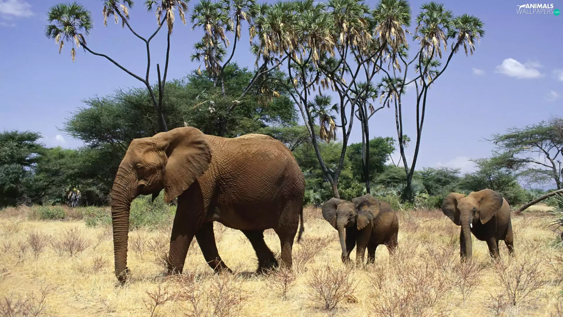 folks, savanna, Africa, elephants