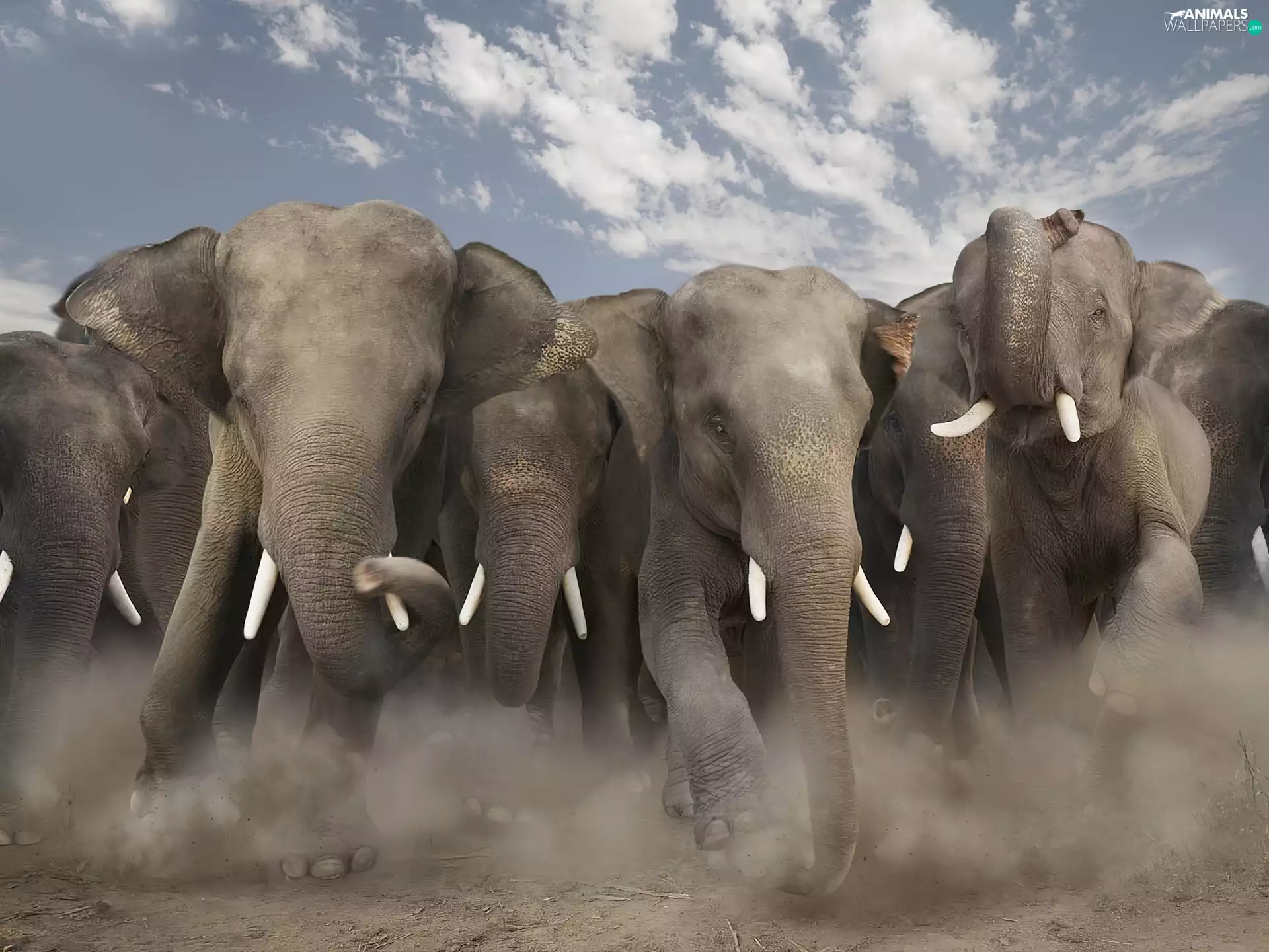 elephants, speeding, herd