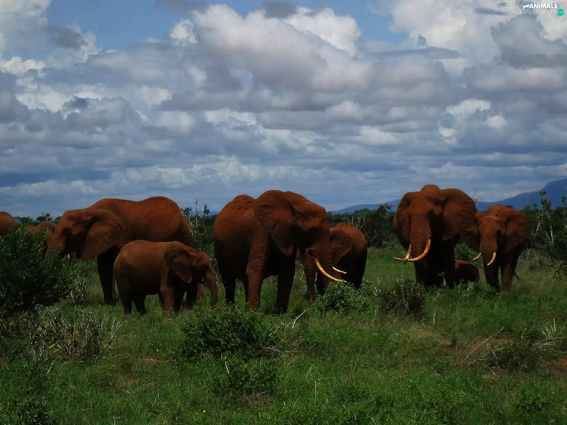Elephants, herd