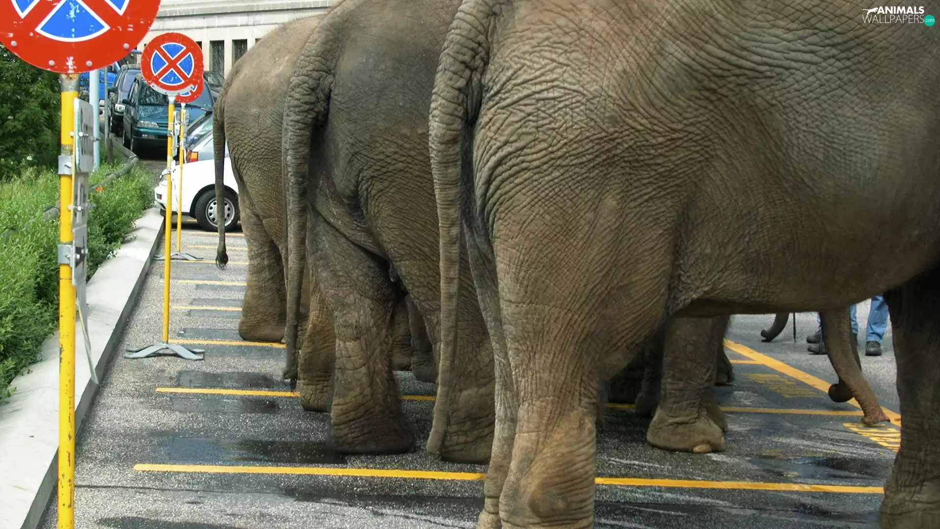 Elephants, parking
