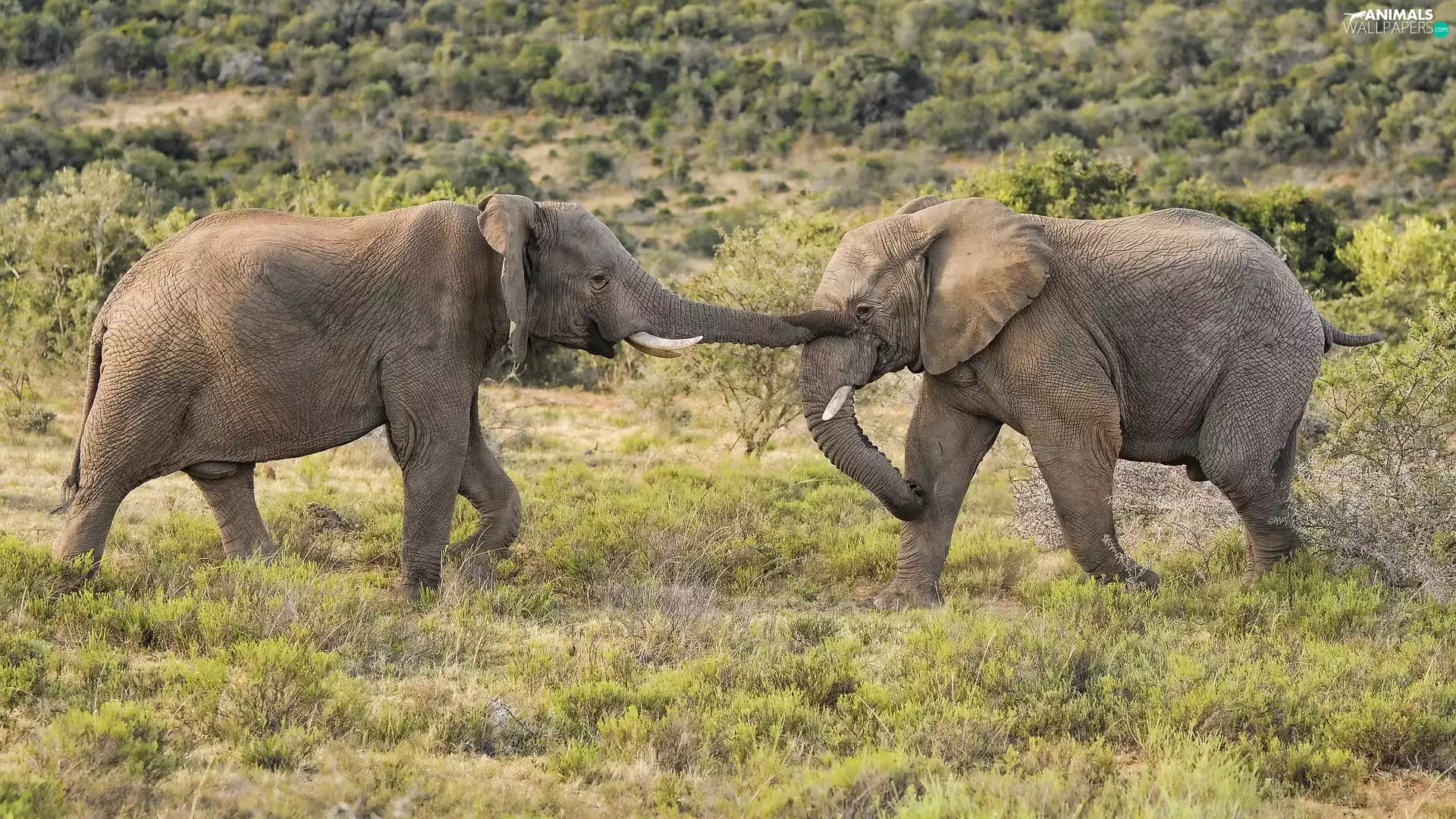 Plants, Two cars, Elephants