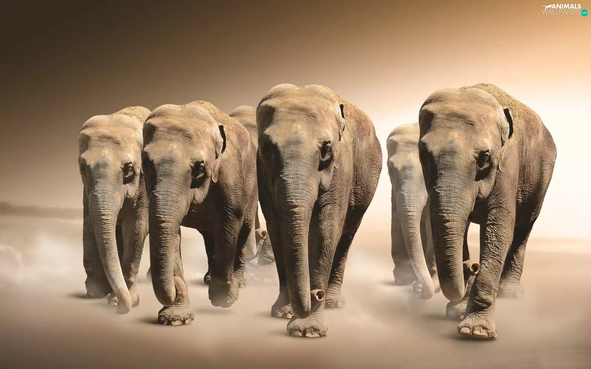 elephants, five, powerful