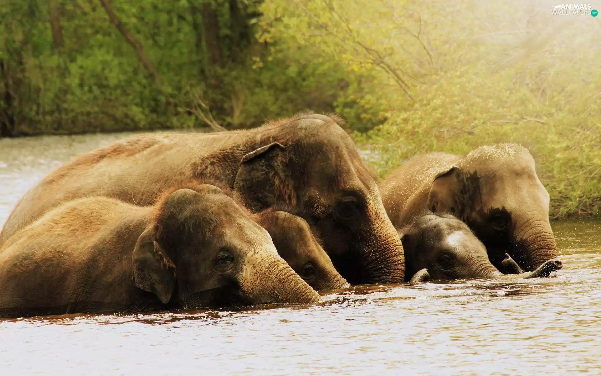 Elephants, River