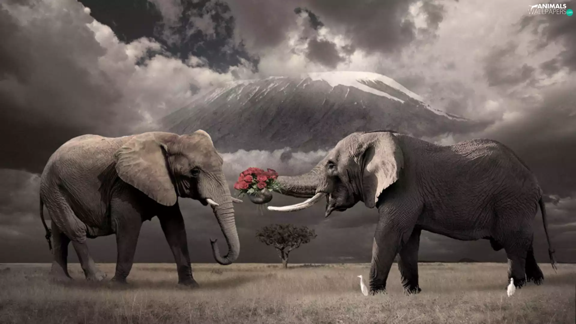 roses, Two cars, Elephants