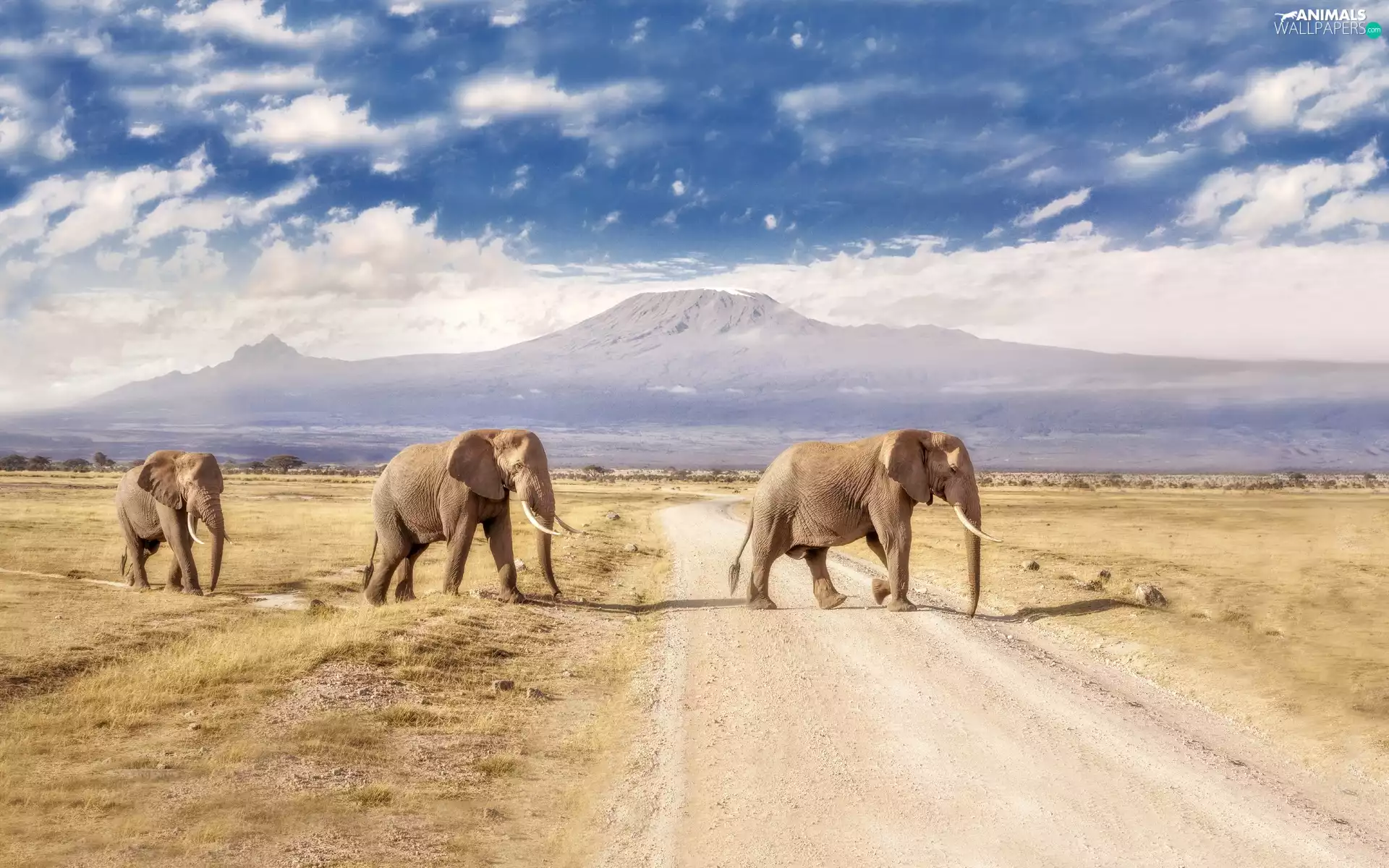 savanna, Africa, Way, Elephants