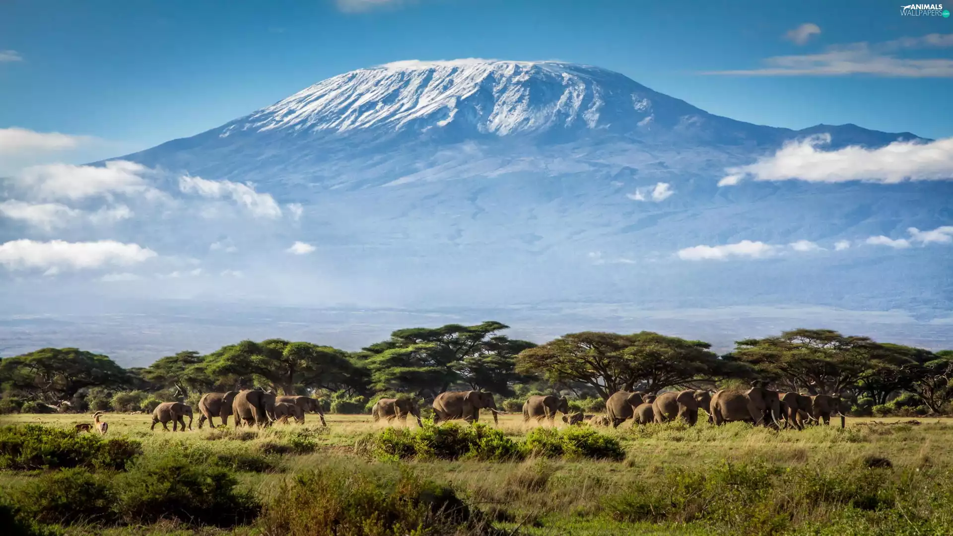 Mountains, Elephants, Tanzania, Africa, Kilimanjaro