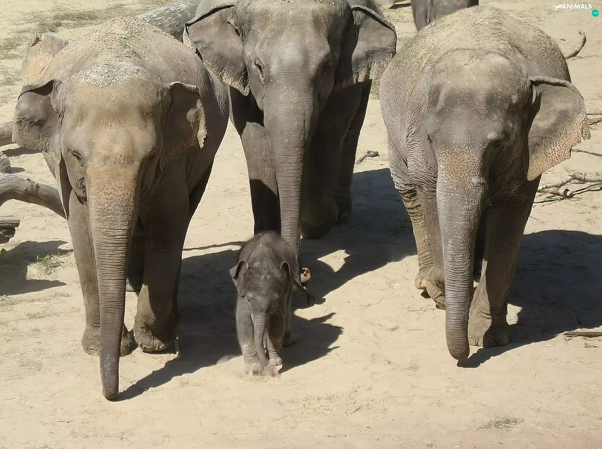 Three, small, elephant, Elephants